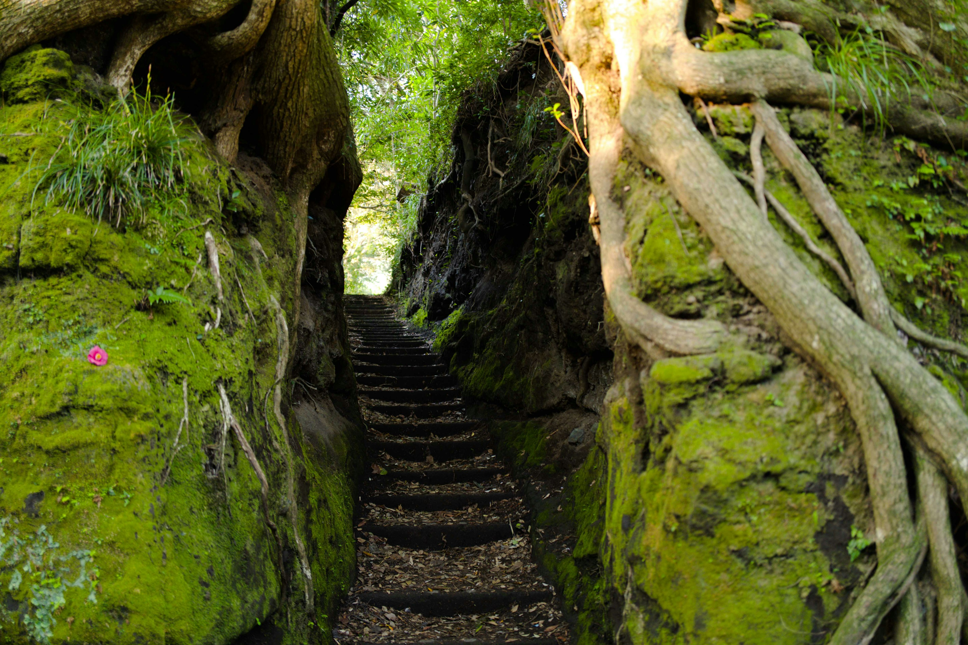 Escena de cañón estrecho con escalones de piedra cubiertos de musgo y raíces de árboles