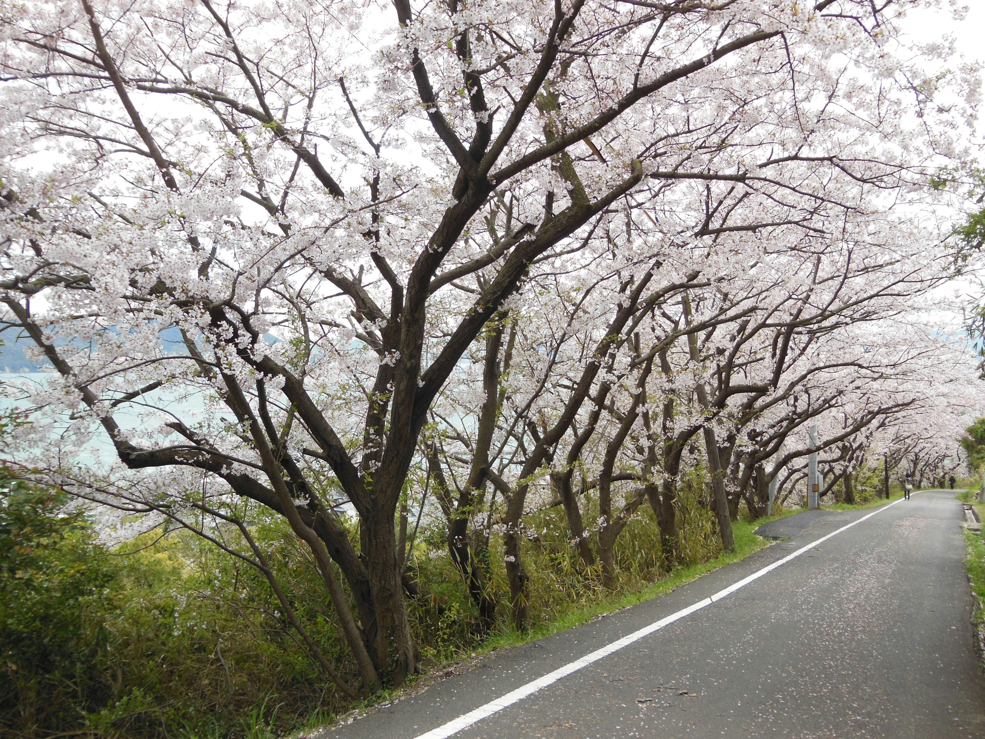 Vista panoramica di alberi di ciliegio lungo una strada