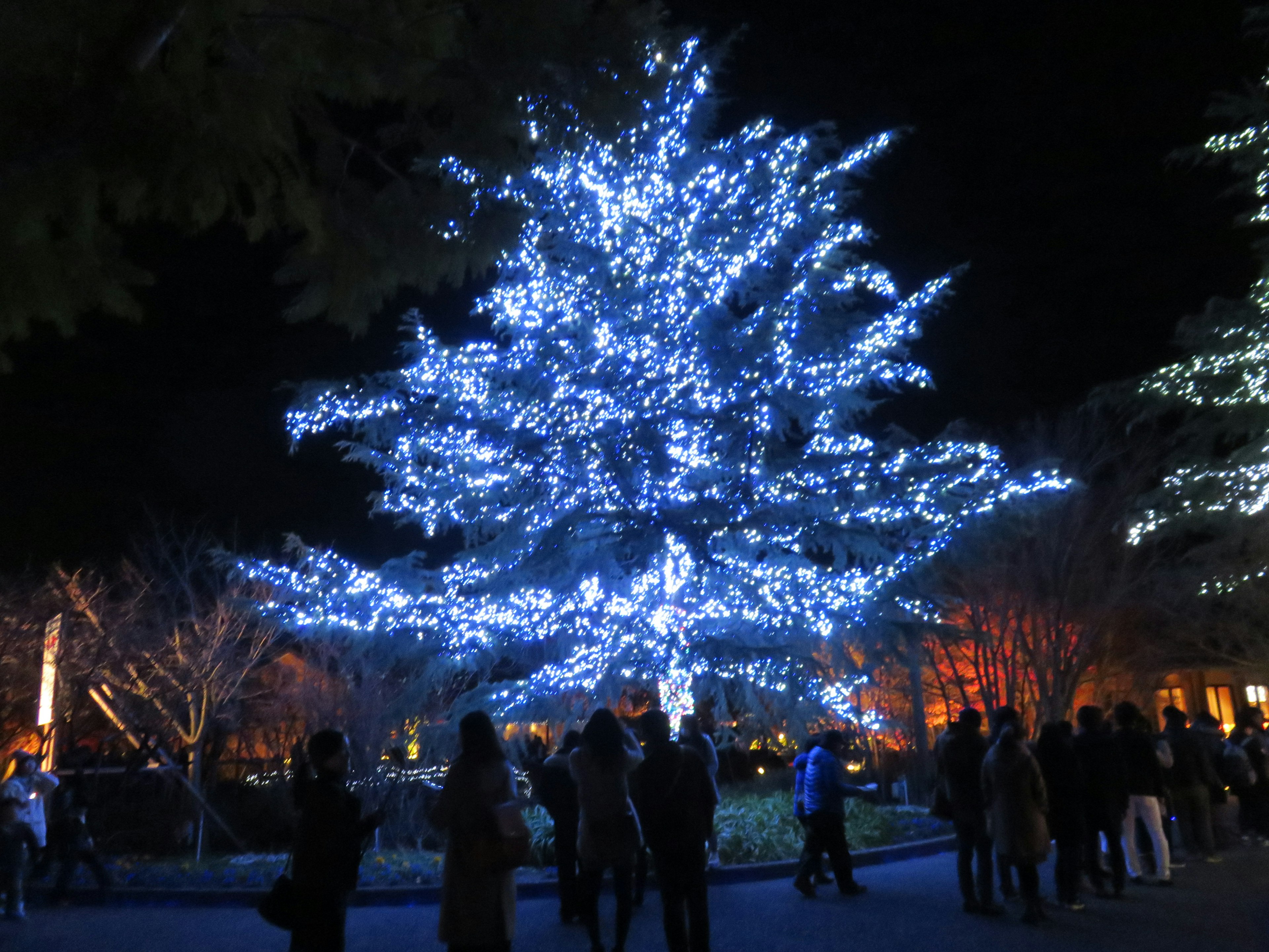 青い光で飾られたクリスマスツリー夜のイベントに集まる人々