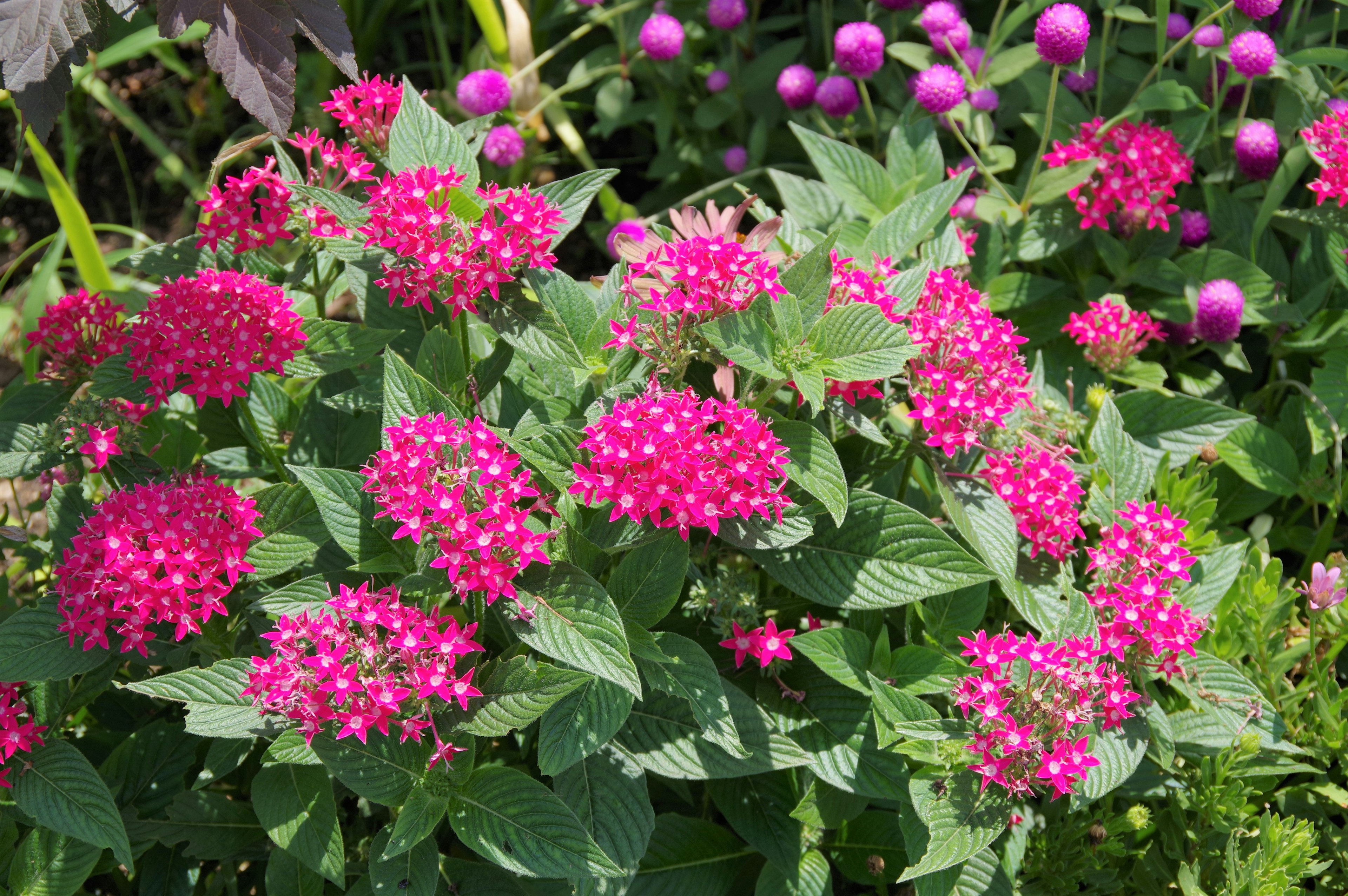 Nahaufnahme von lebhaften rosa Blumen, die in einem Garten blühen