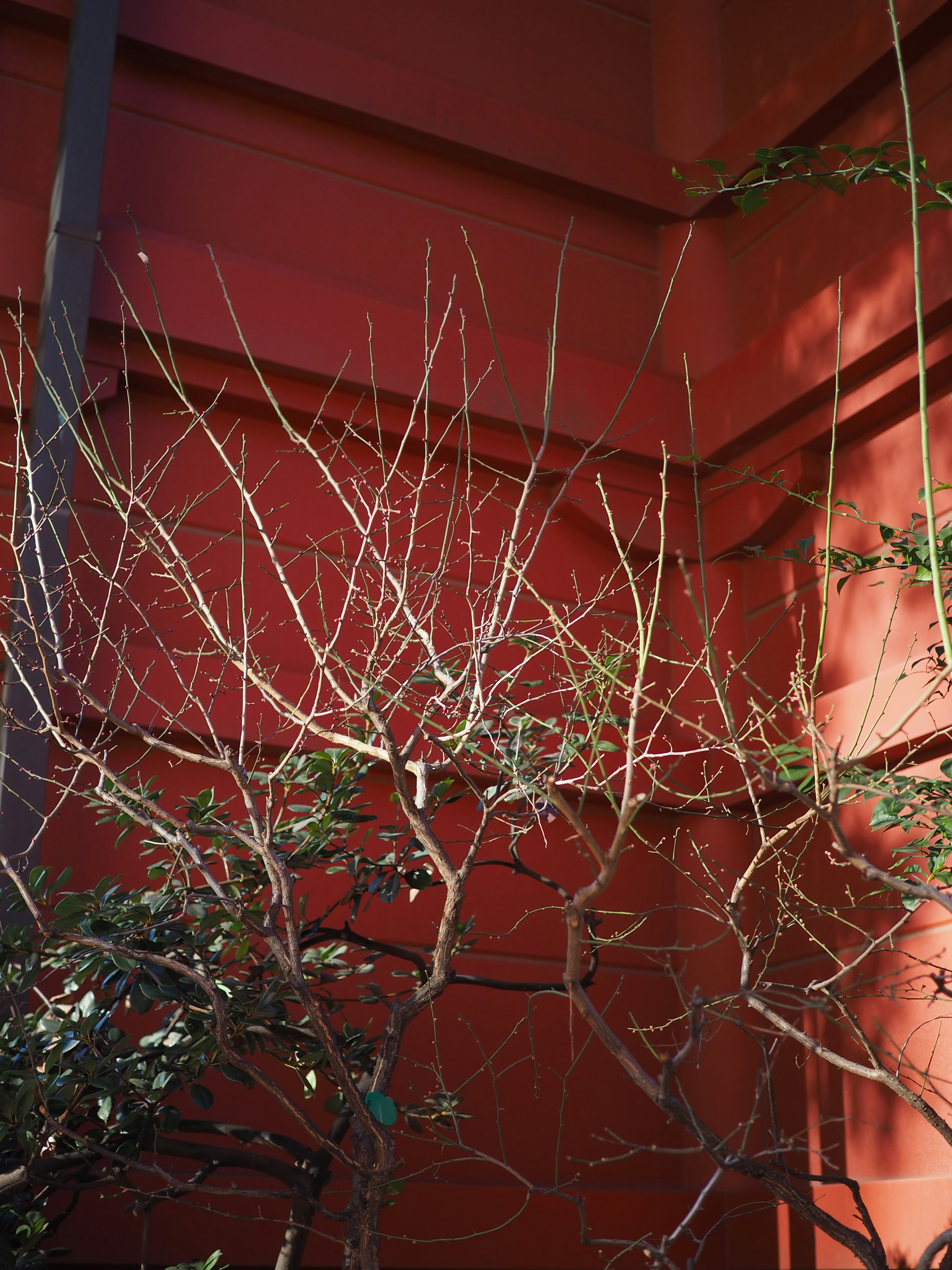 Dry tree branches against a red wall