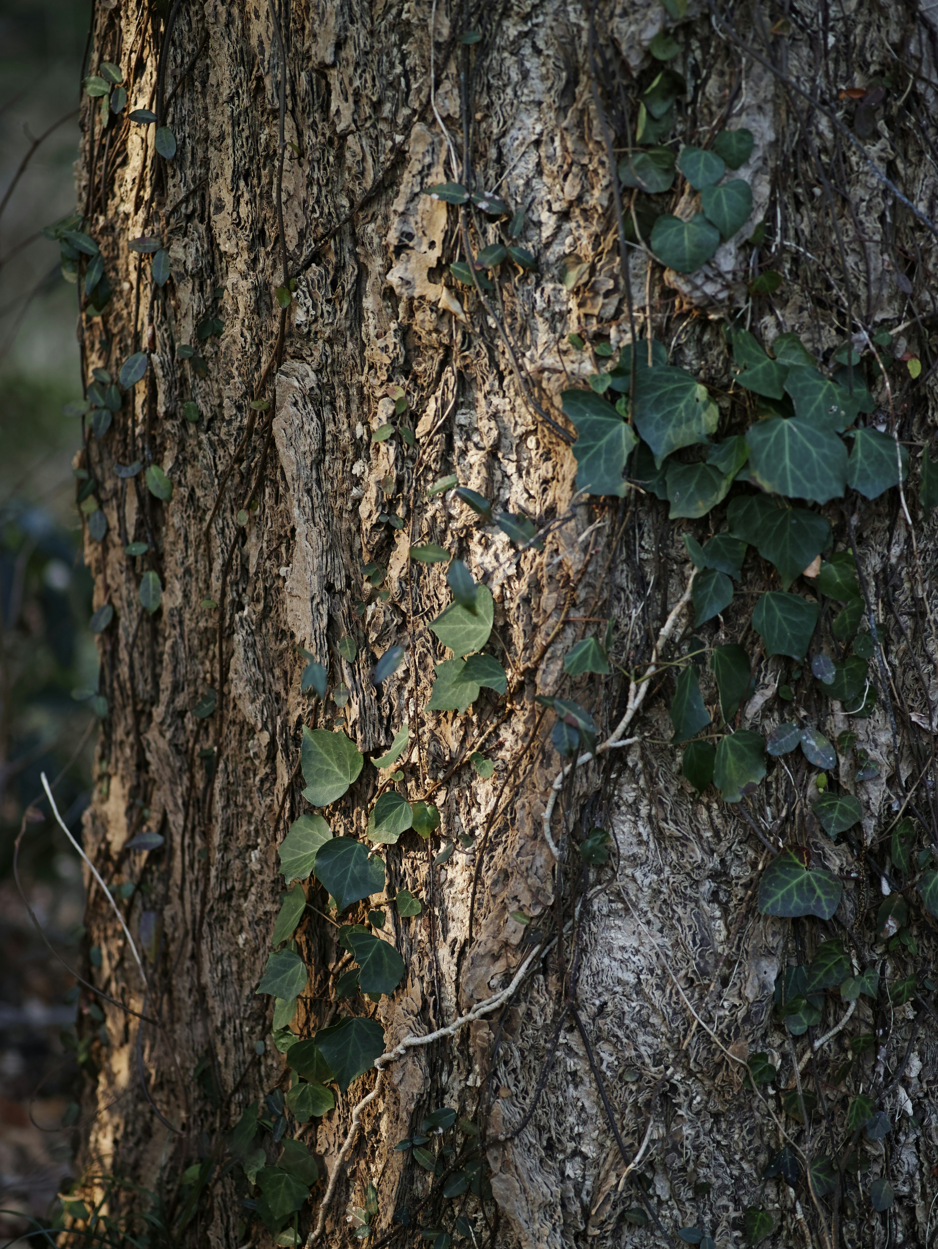Tronc d'arbre avec des feuilles de lierre grimpant et écorce texturée