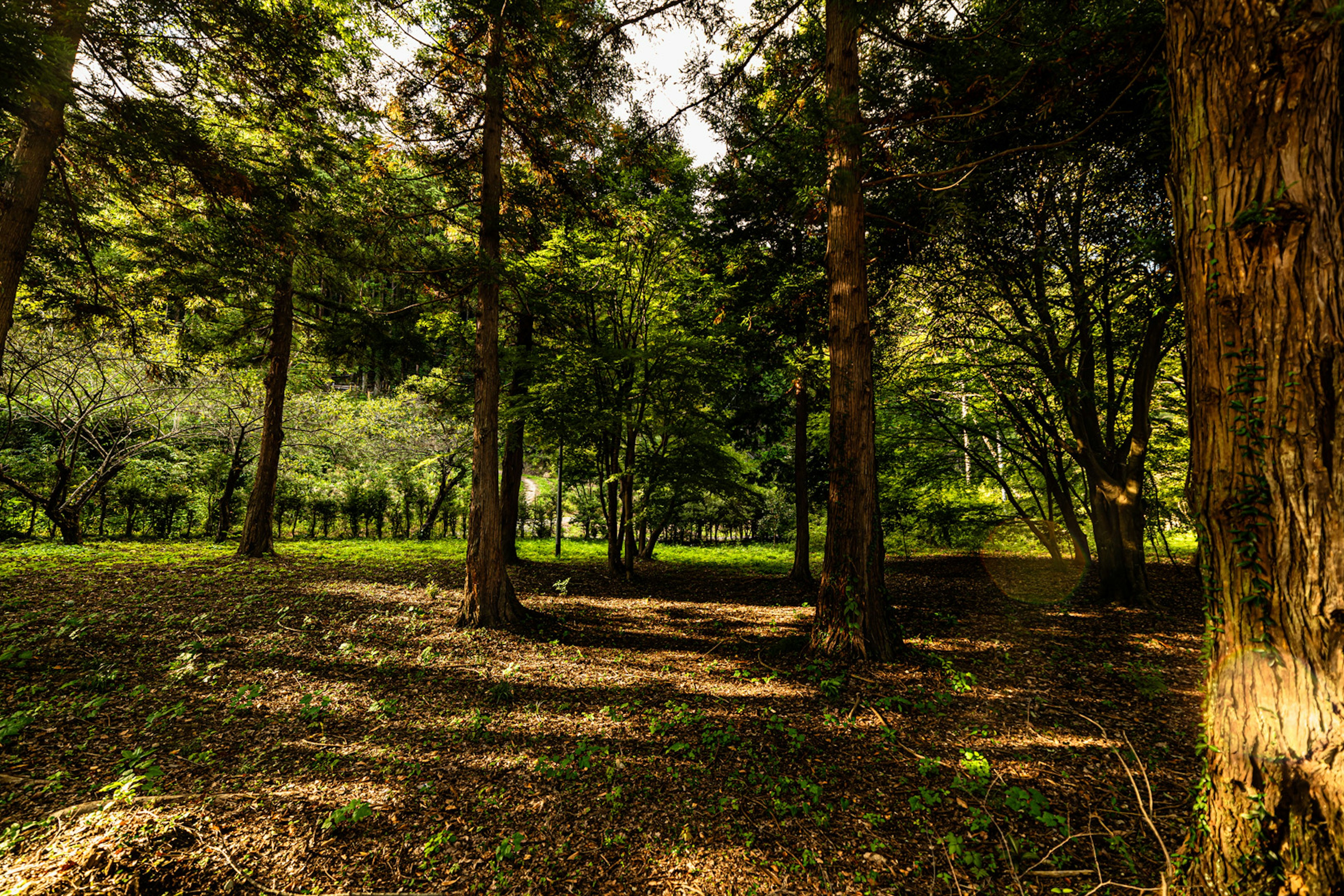 Scena forestale lussureggiante con alberi alti e luce filtrata