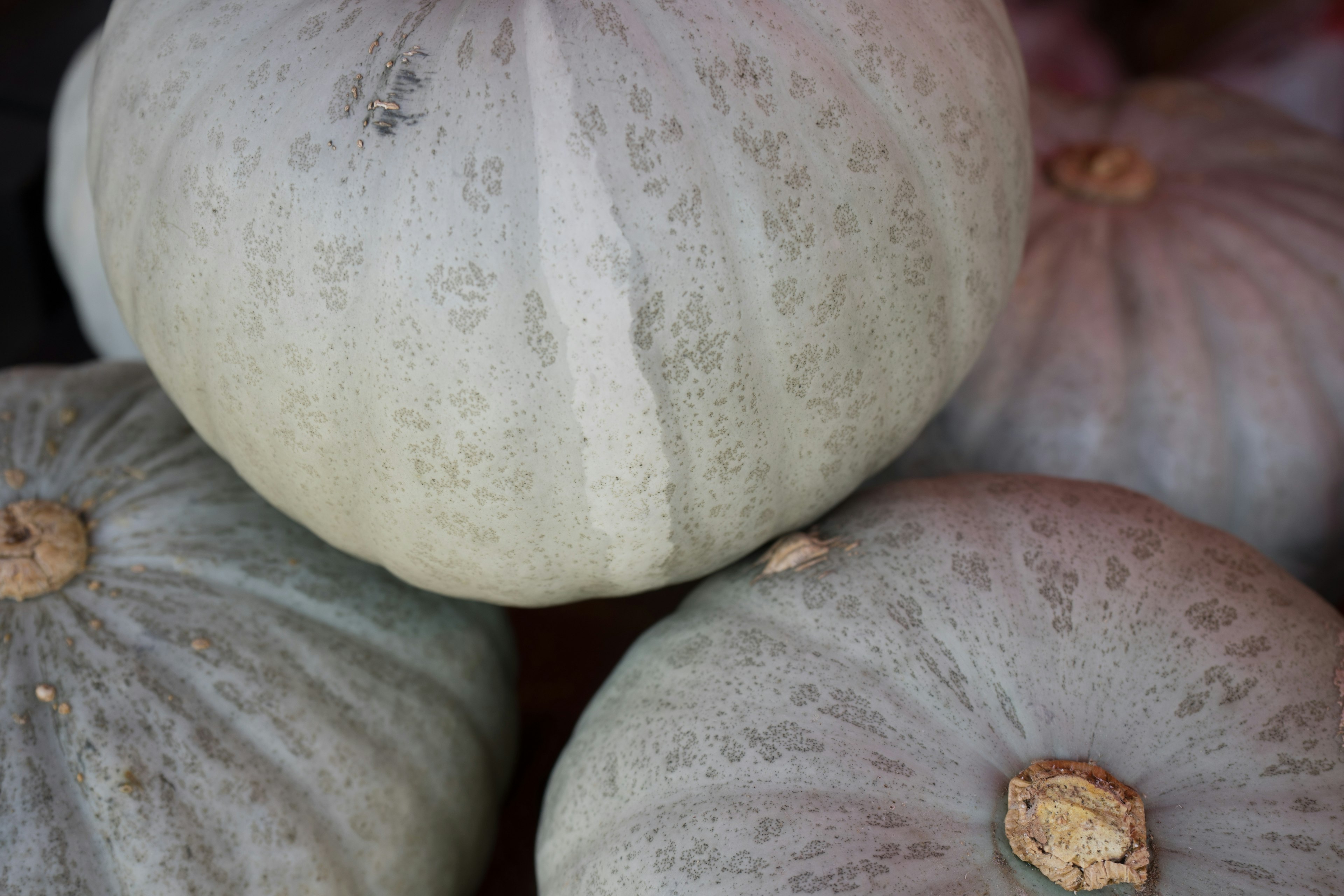 Un montón de calabazas pálidas con marcas únicas