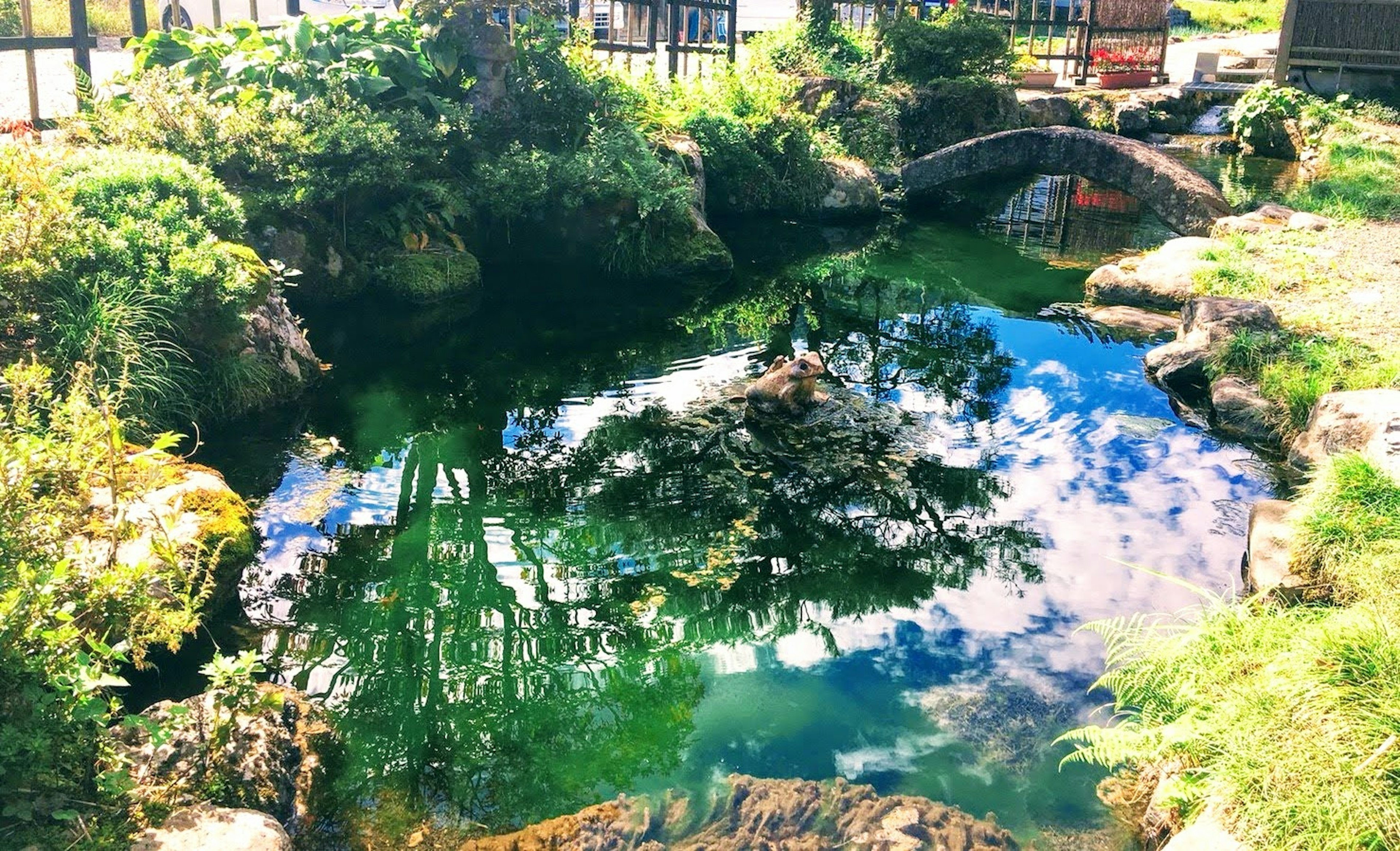 静かな池と緑の植物が映る風景