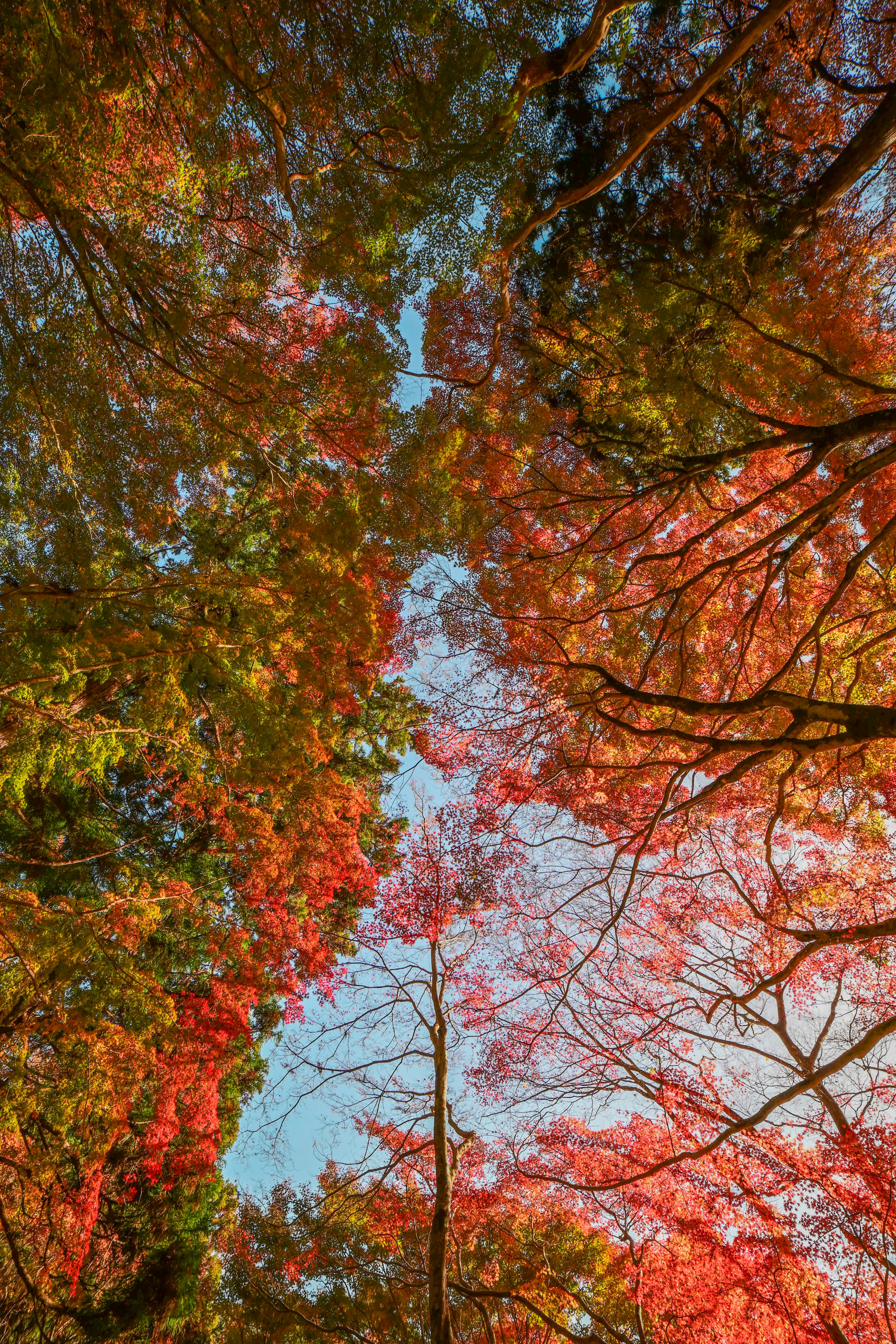 Lebhafte Herbstblätter umrahmen einen klaren blauen Himmel