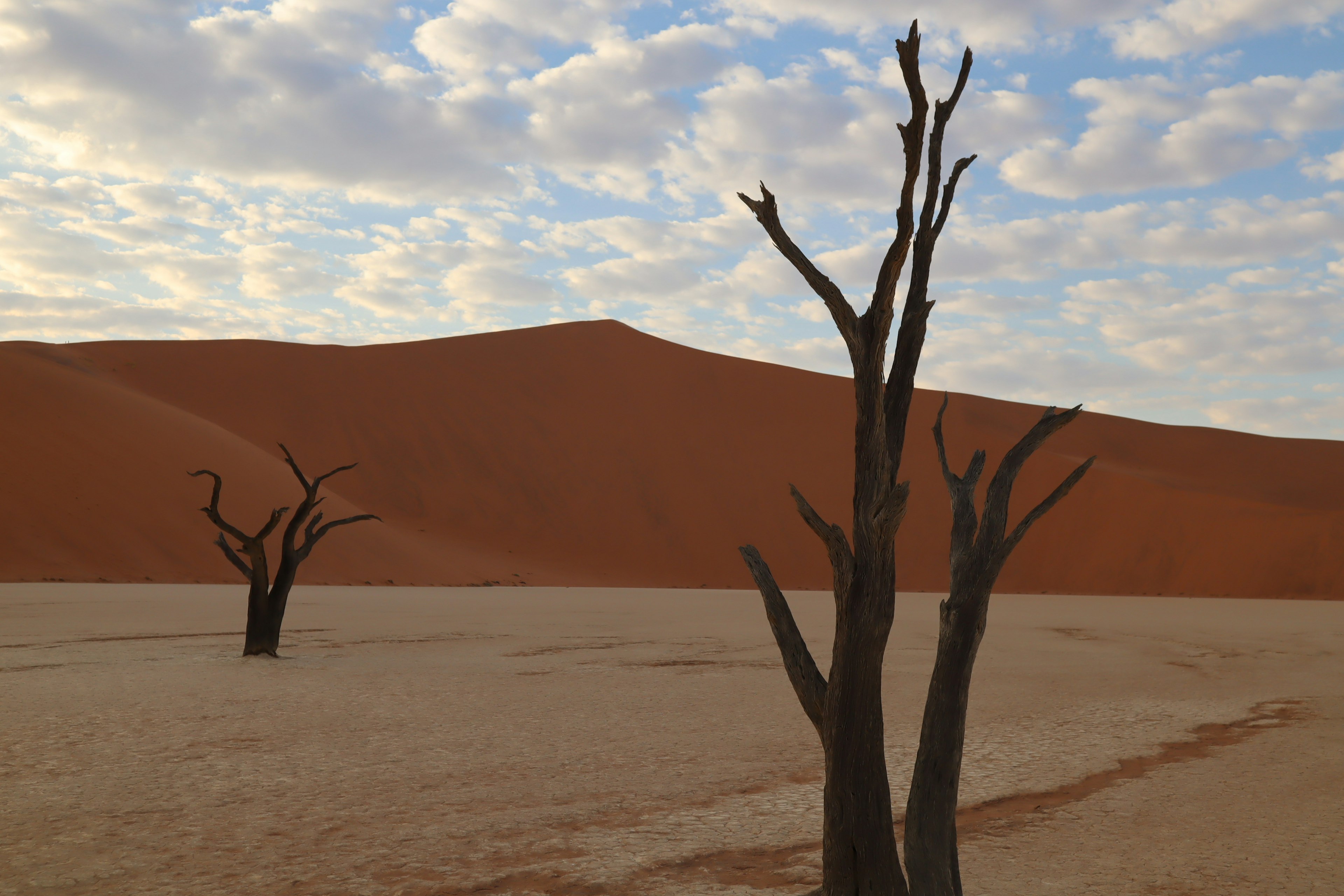 Desolate landscape with dead trees and red sand dunes