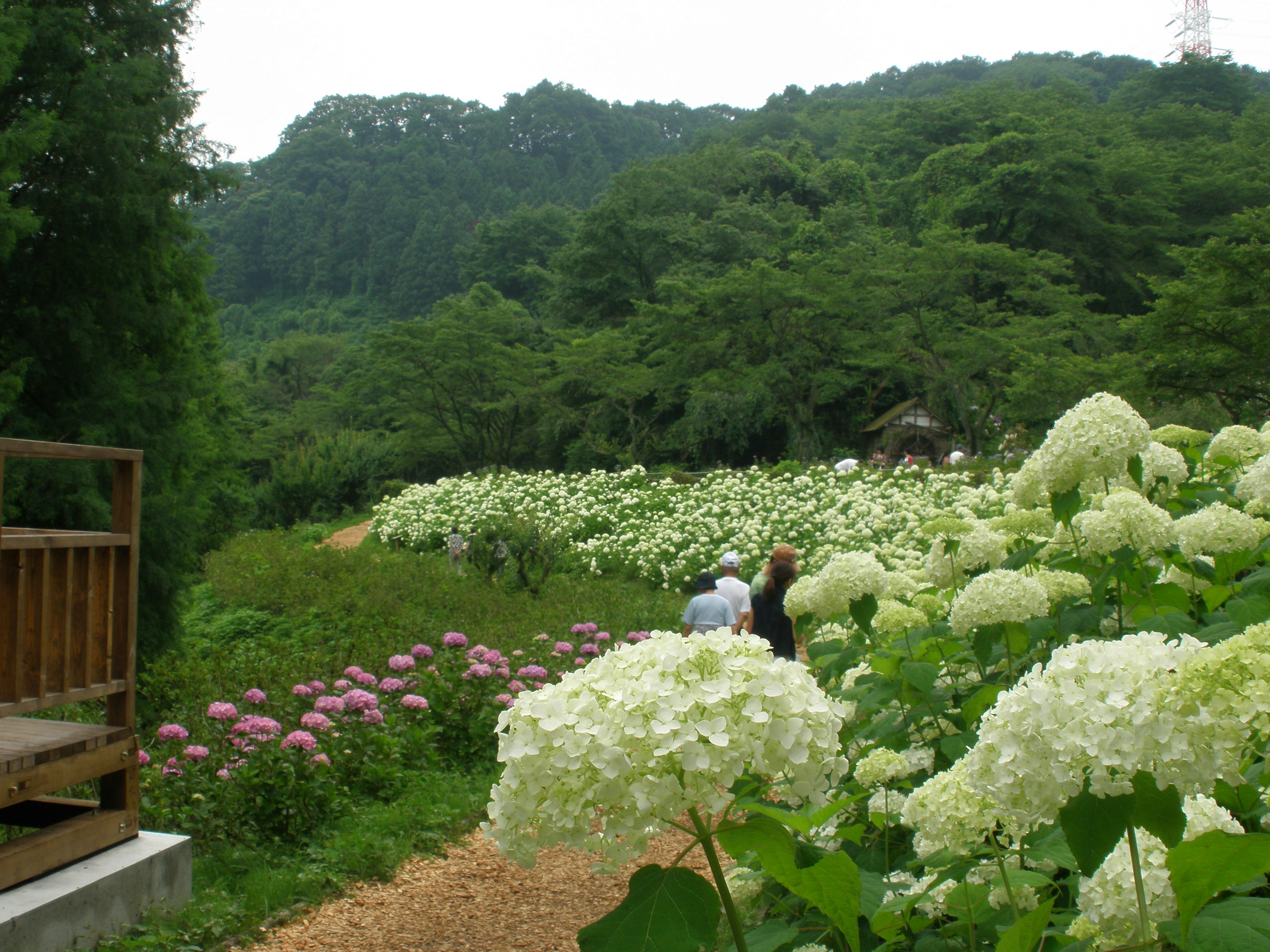 Sentiero fiancheggiato da ortensie bianche in fiore e vegetazione lussureggiante