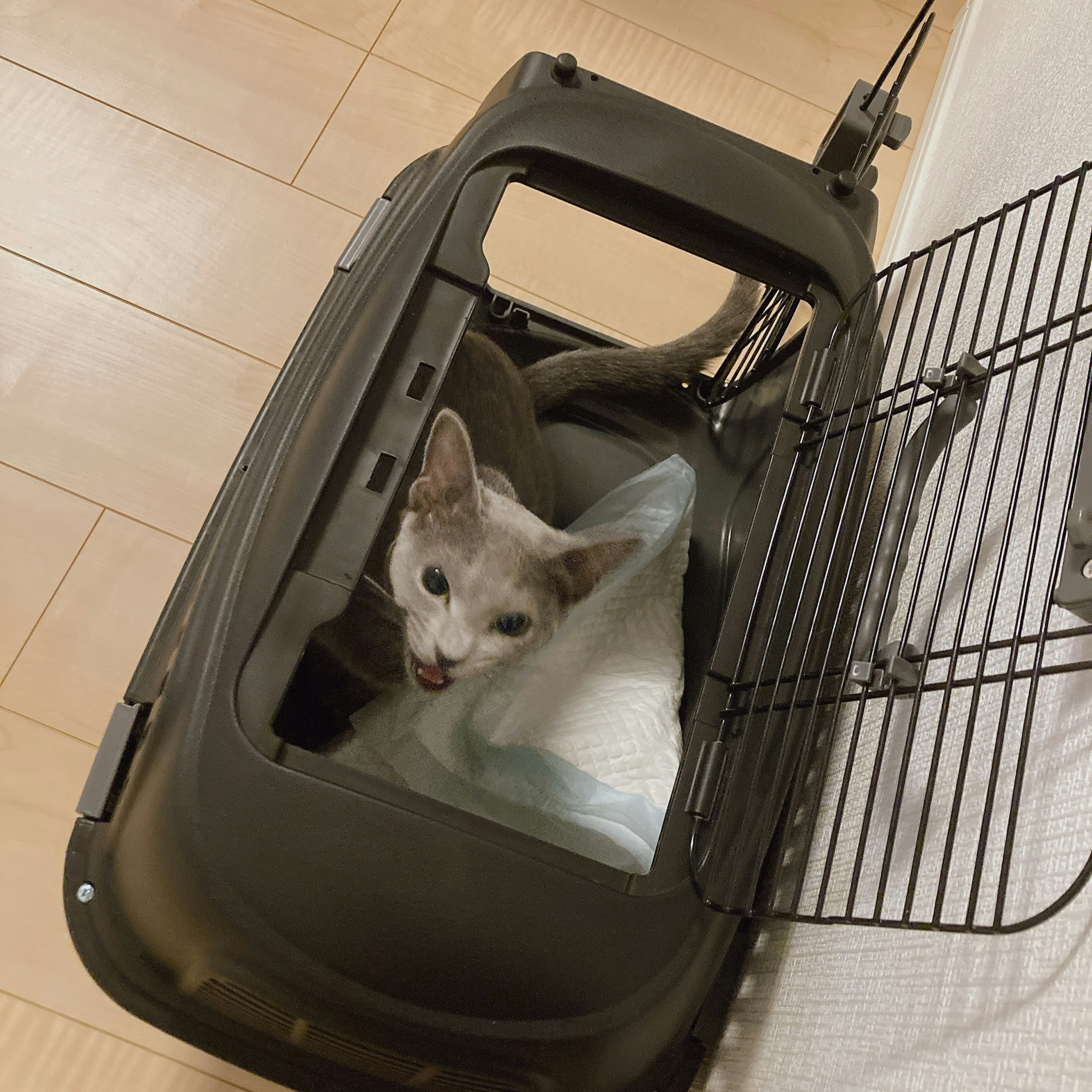 Un gatto dentro un trasportino che guarda fuori