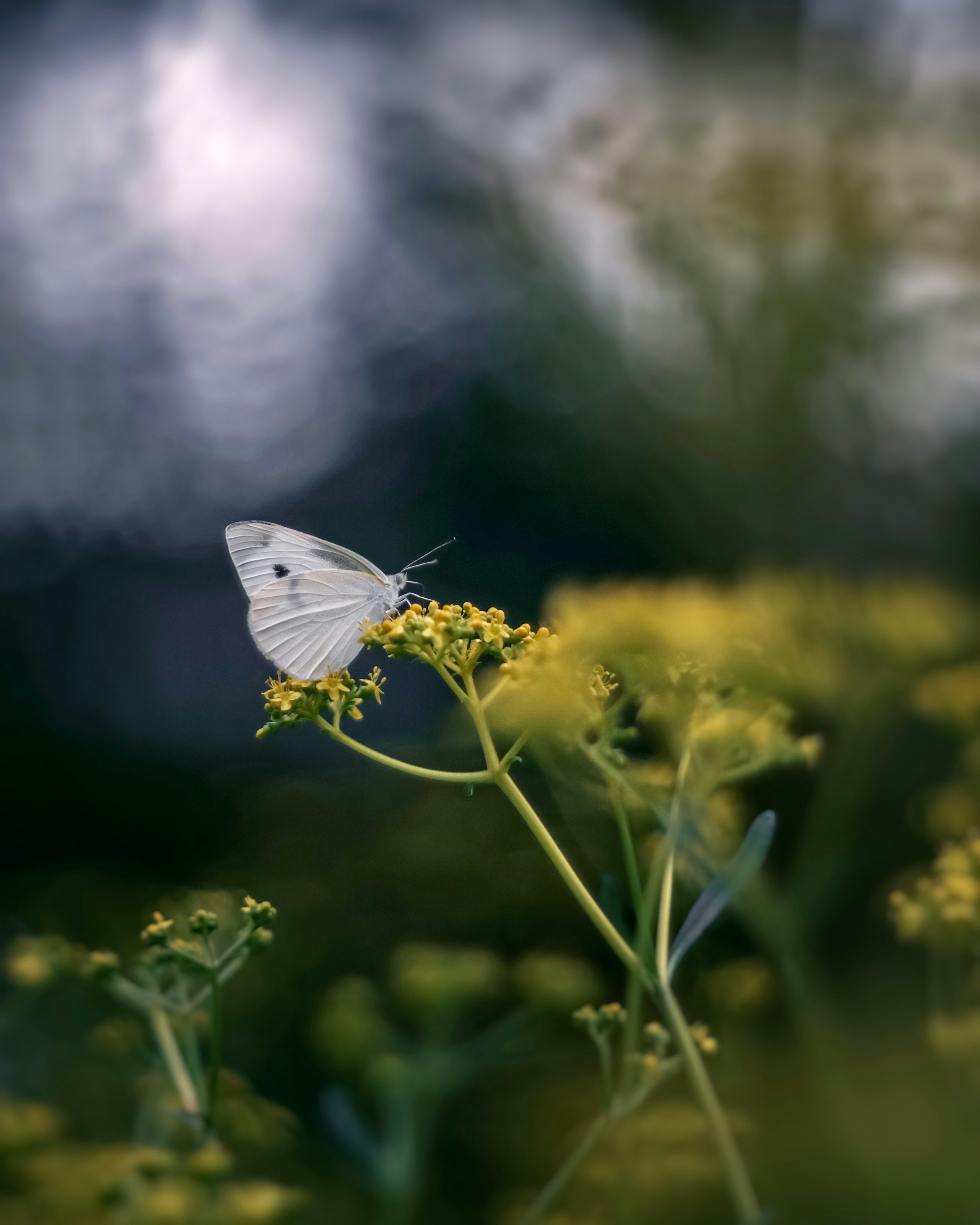 A white butterfly resting on yellow flowers in a blurred background