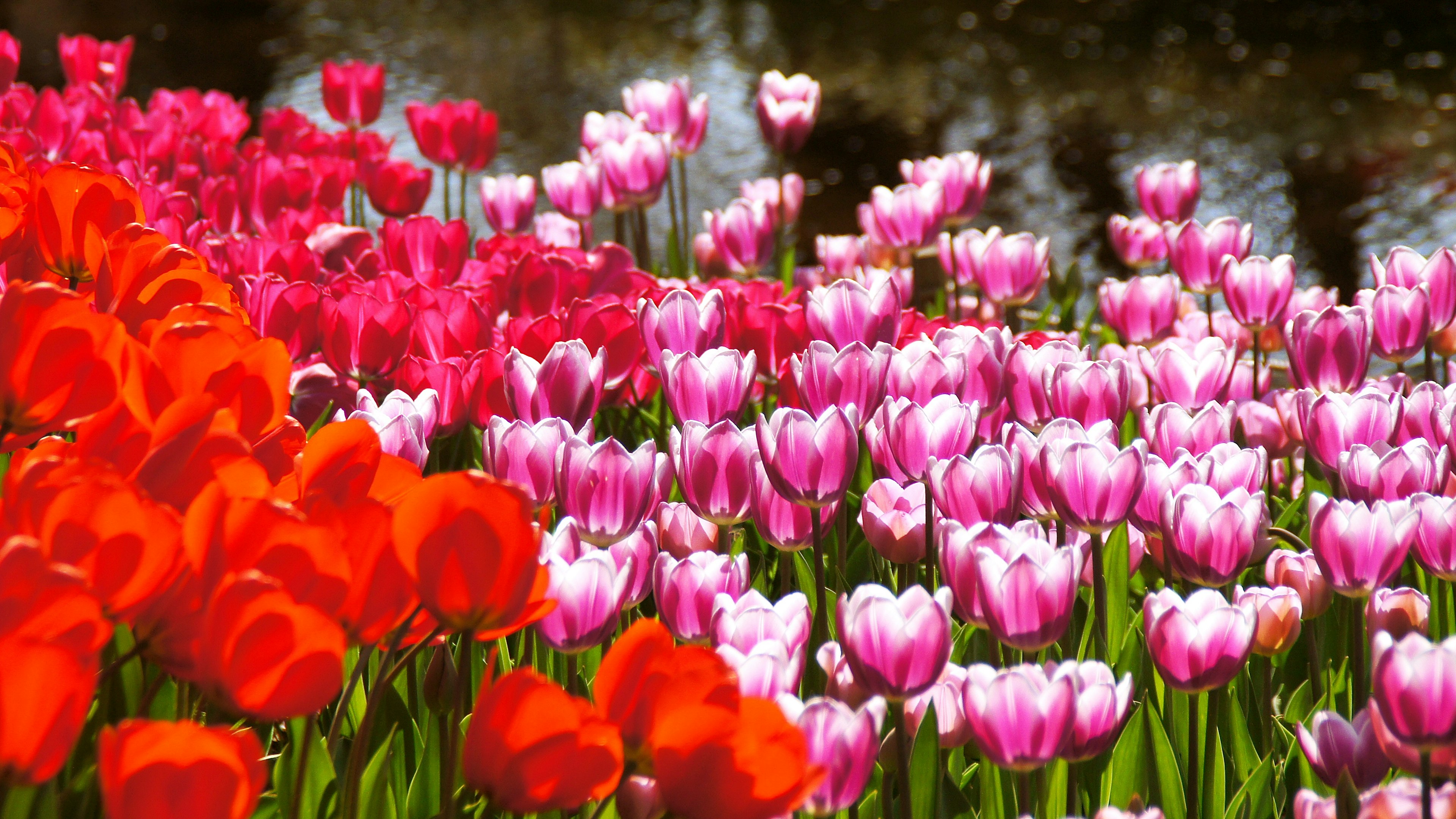 Kedekatan taman bunga yang cerah dengan tulip yang mekar dalam berbagai warna