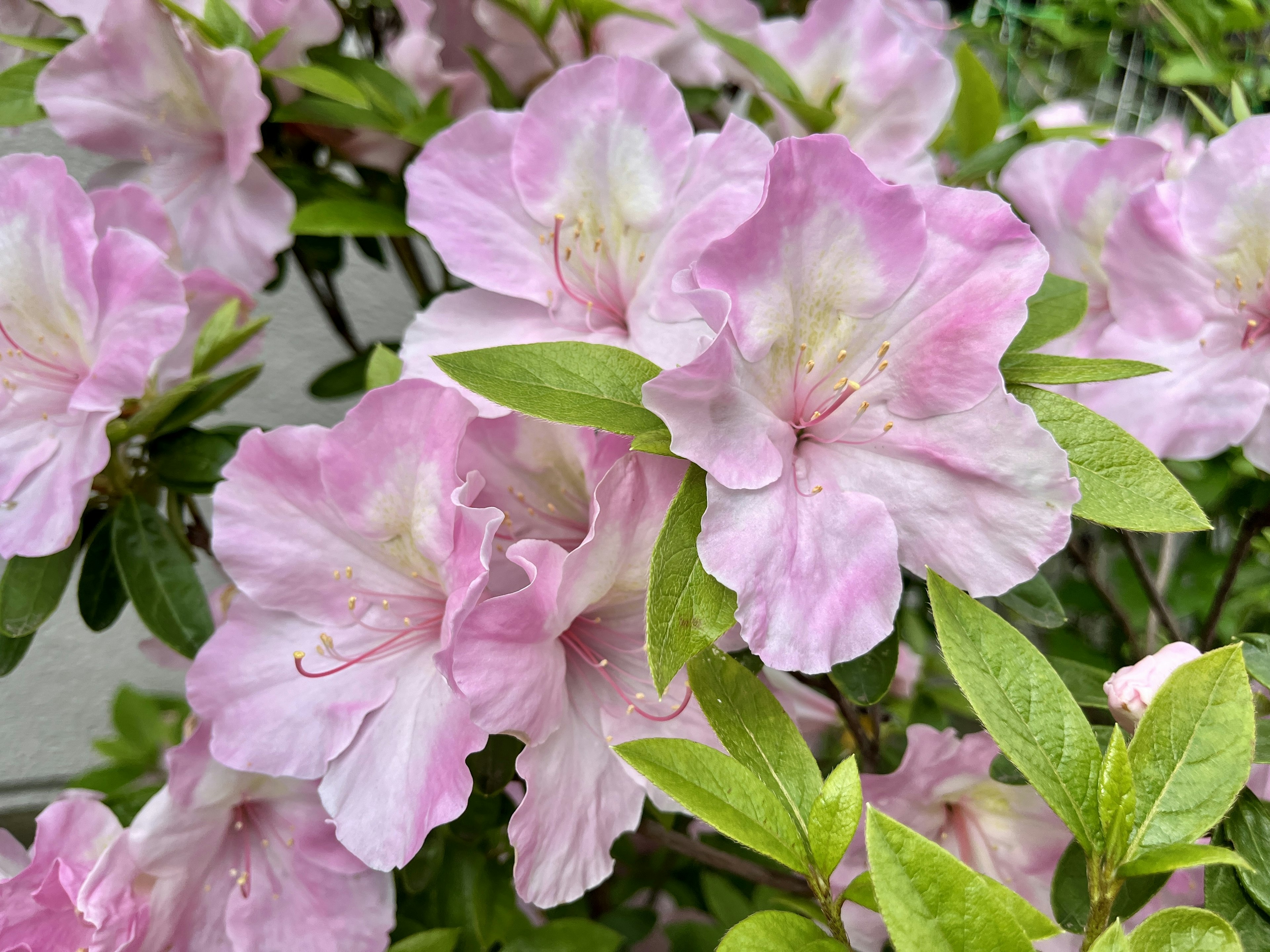 薄いピンク色のツツジの花が咲いている写真