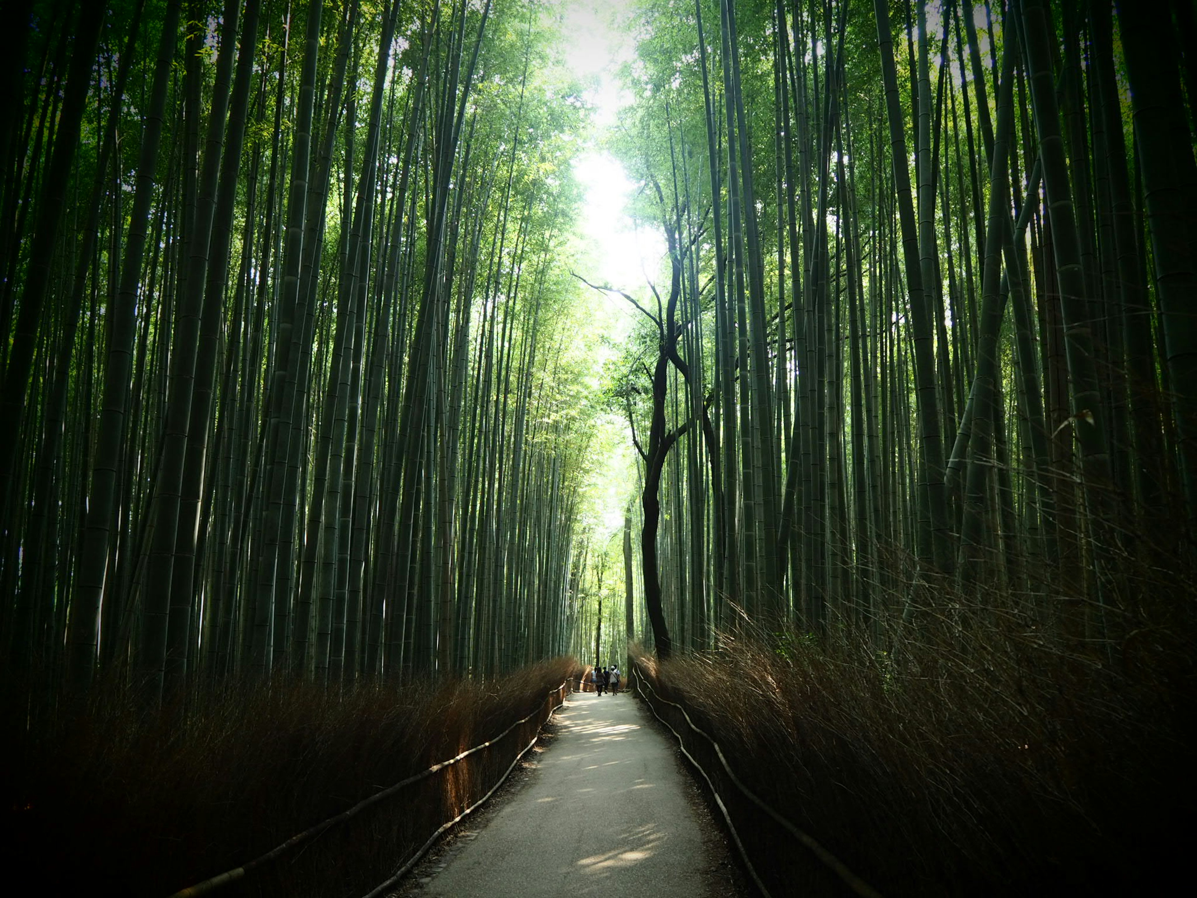 Un sentier de bambou serein illuminé par une douce lumière