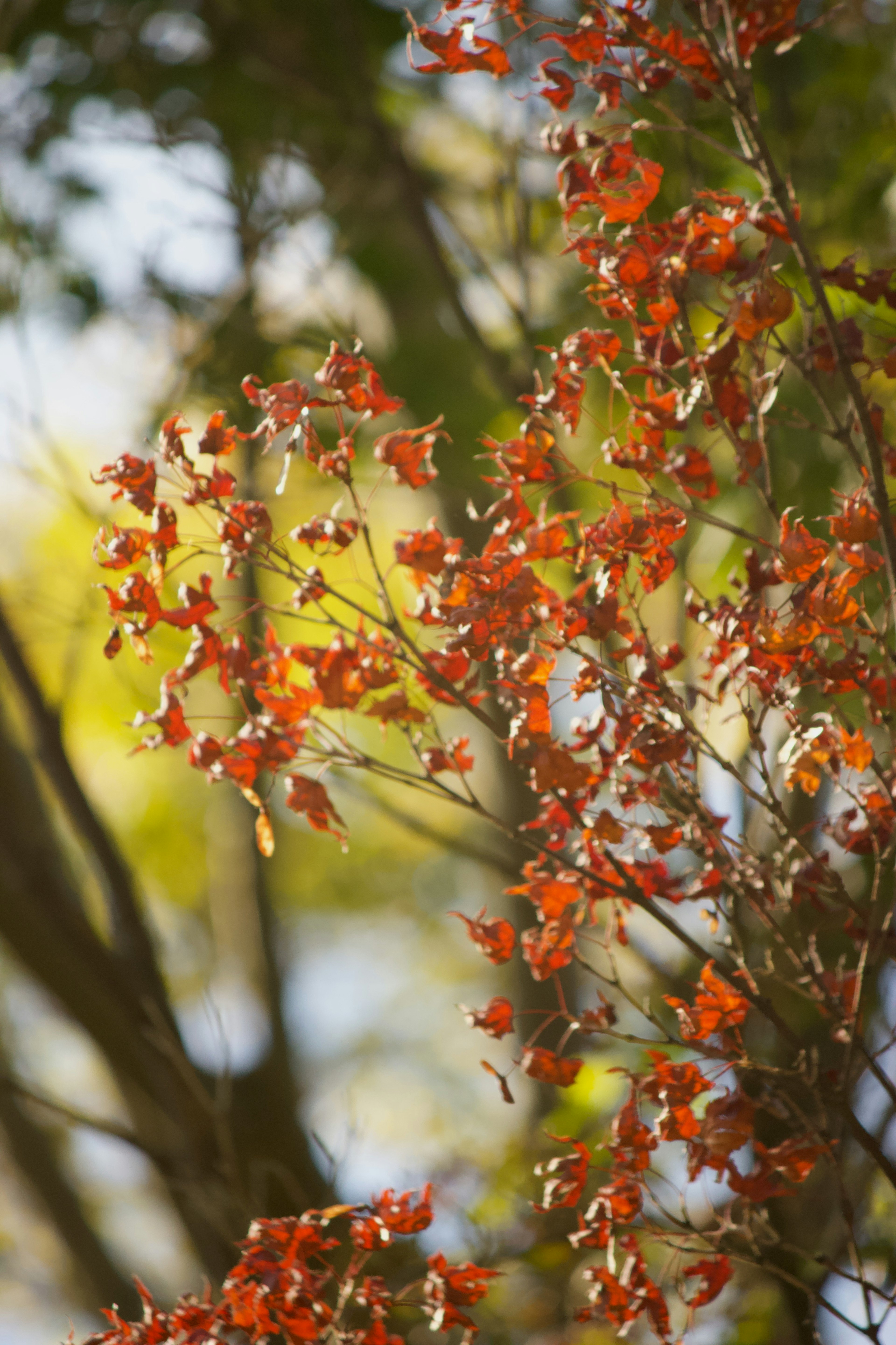 Primer plano de ramas de árbol con hojas rojas vibrantes