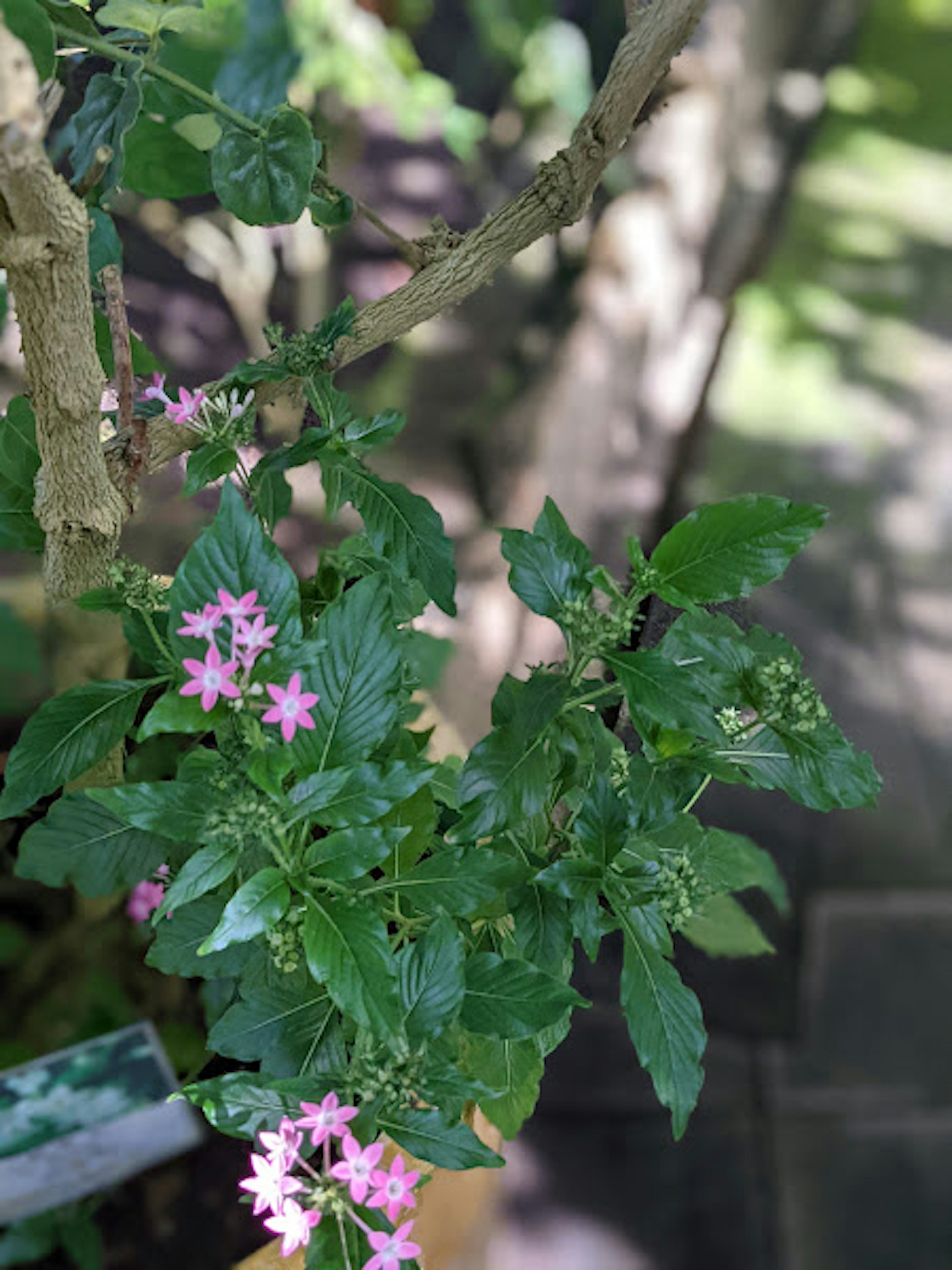 緑の葉とピンクの花が咲いている植物のクローズアップ