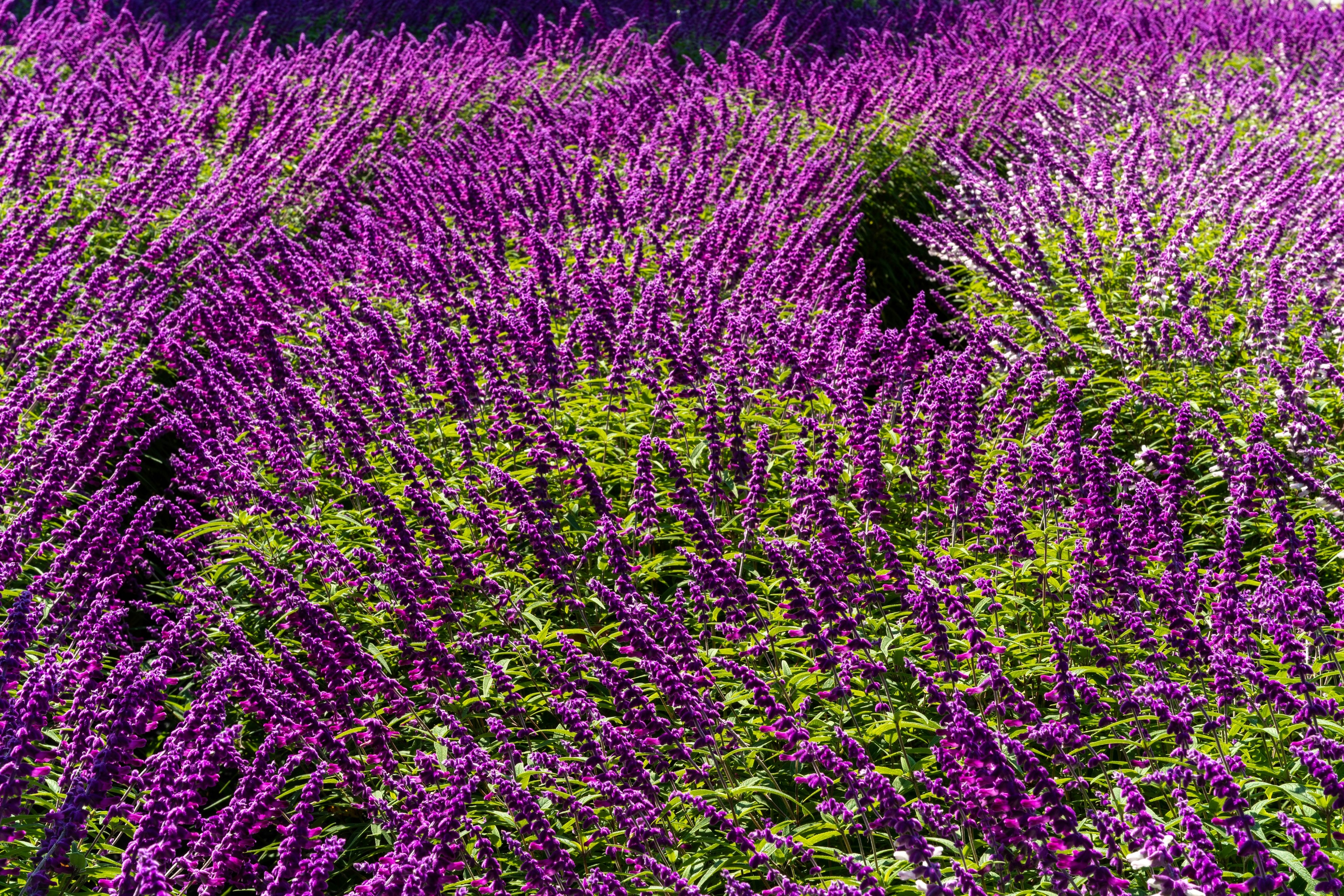 Fiori viola vivaci in un paesaggio verdeggiante