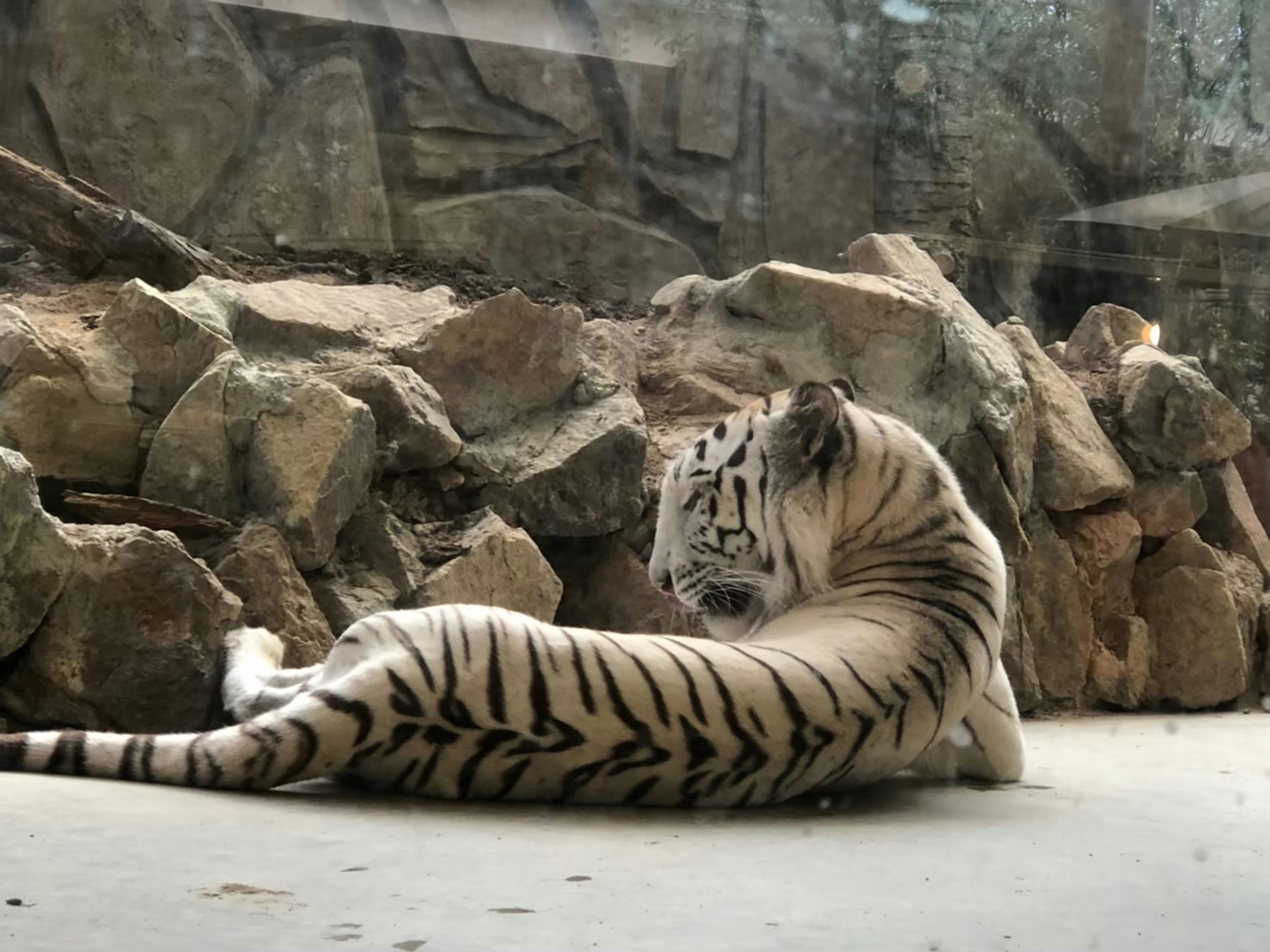 Tigre blanco descansando frente a rocas