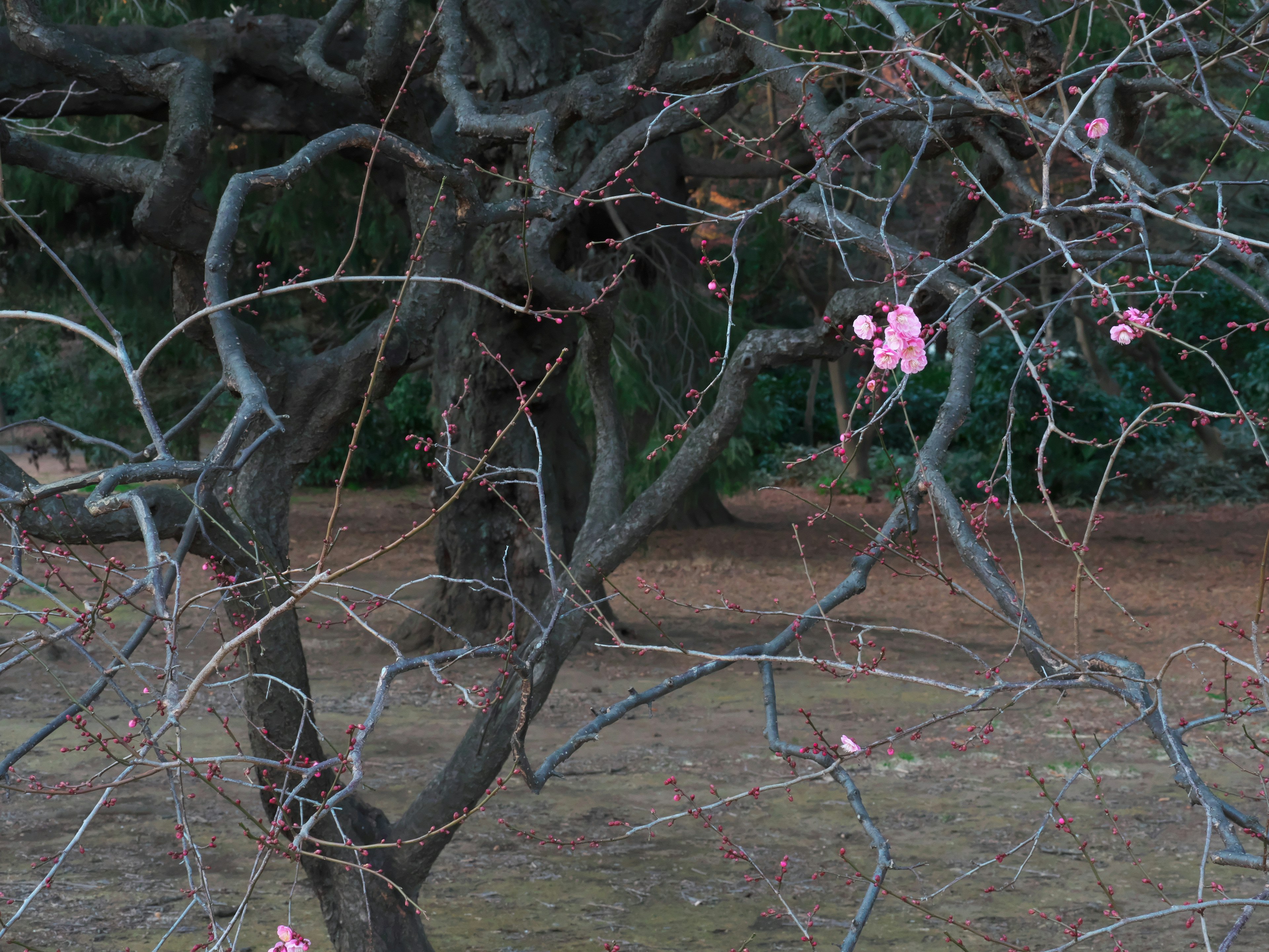 Fleurs roses épanouies sur des branches fines avec des arbres verts en arrière-plan