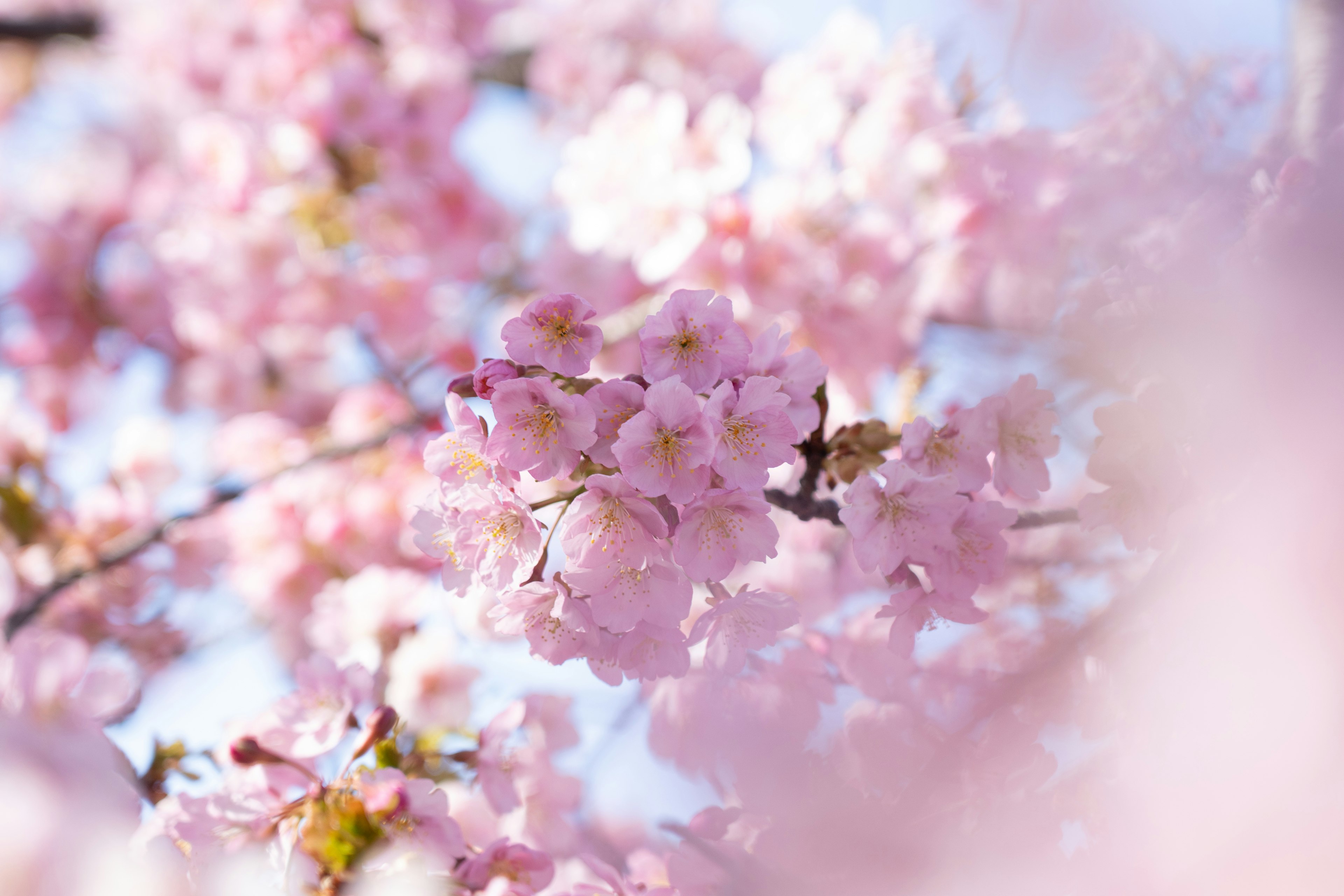 Soft pink cherry blossom flowers in full bloom