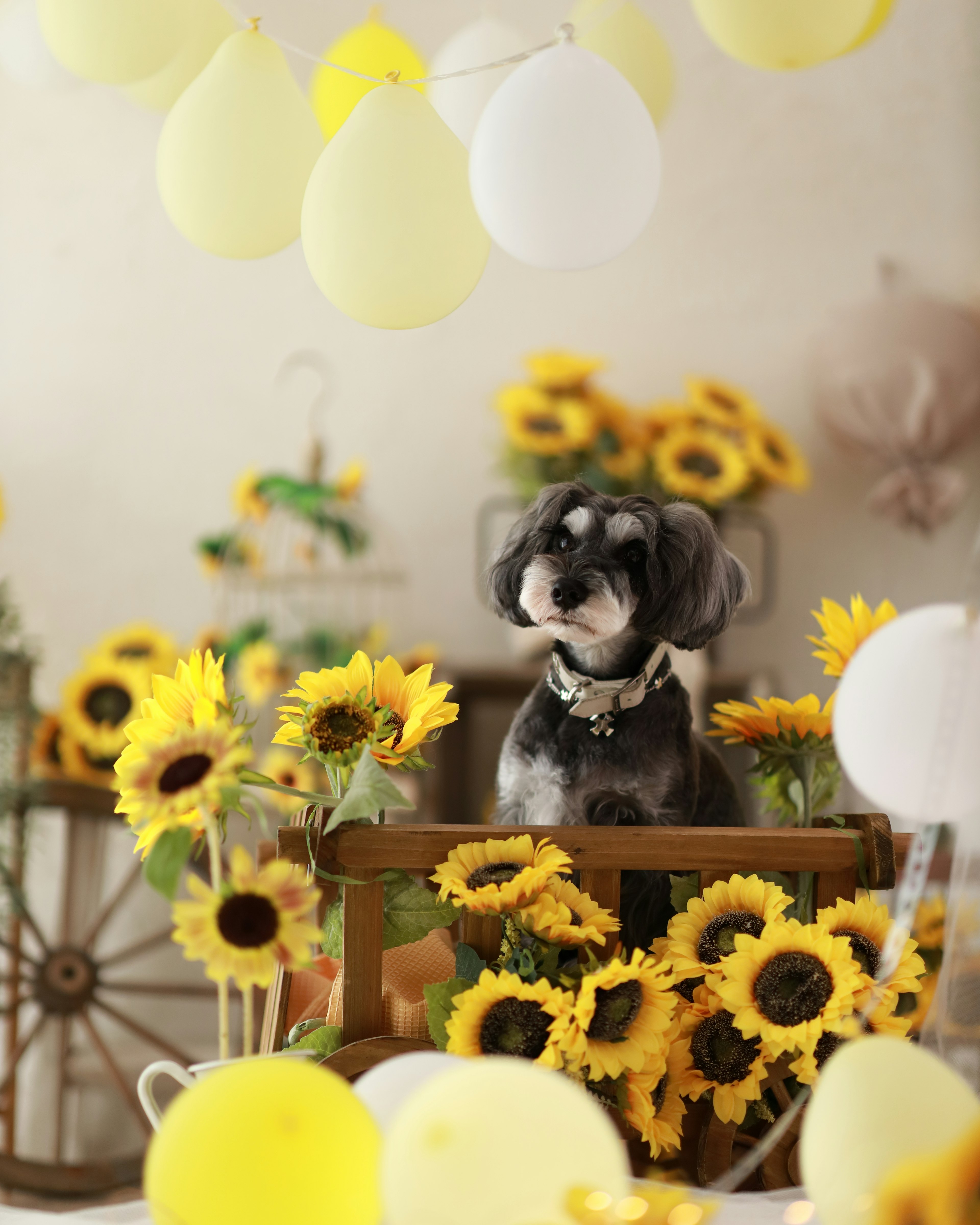 Un cane circondato da girasoli e palloncini gialli