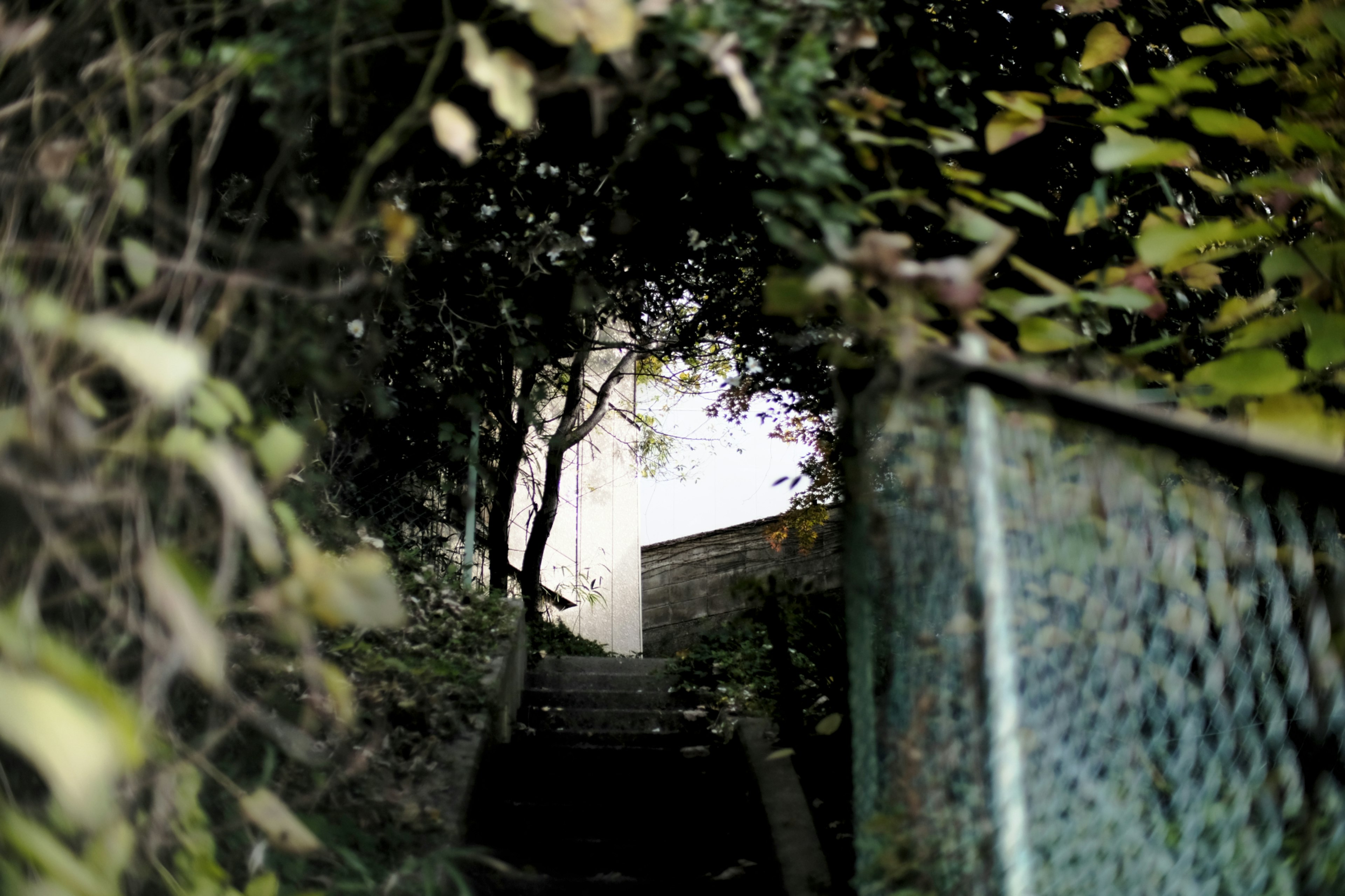 A view of a staircase leading through a leafy path