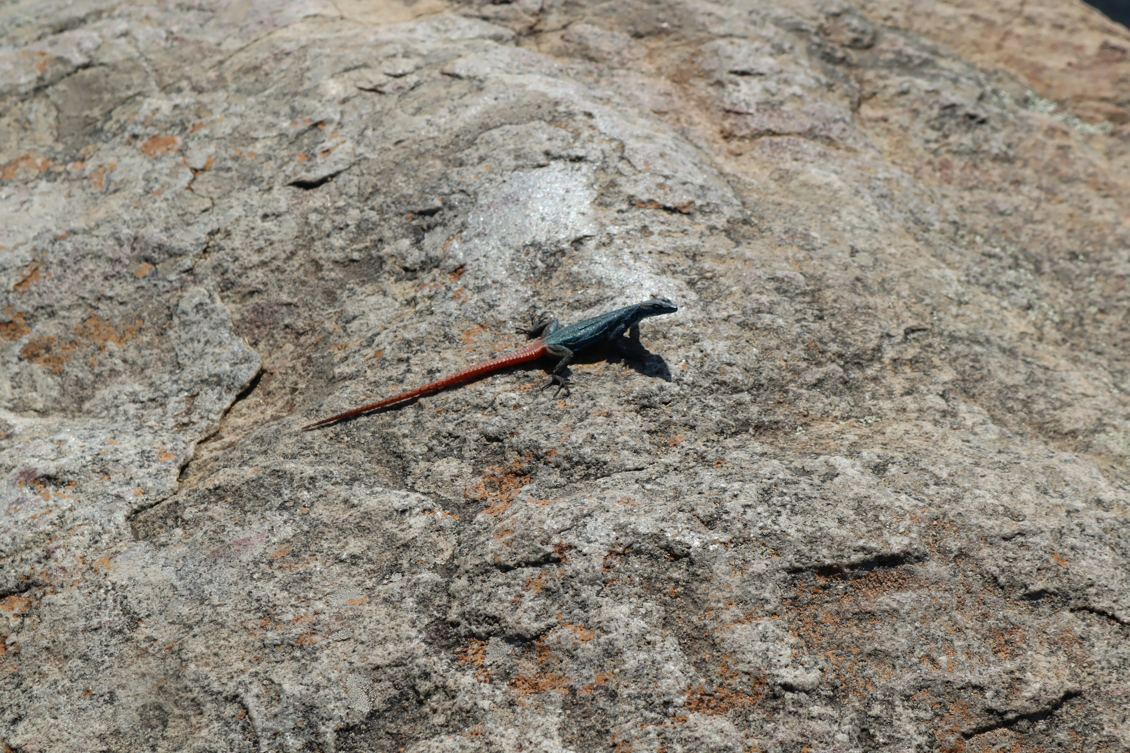 Colorful lizard on a rock