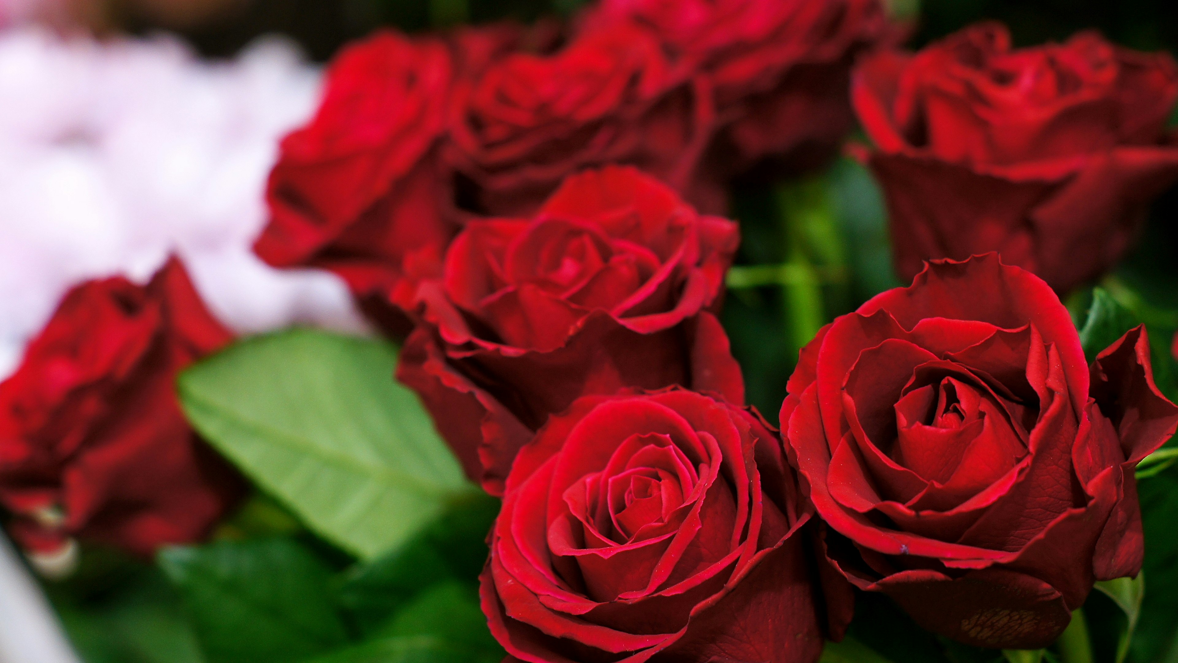 Strauß roter Rosen mit grünen Blättern