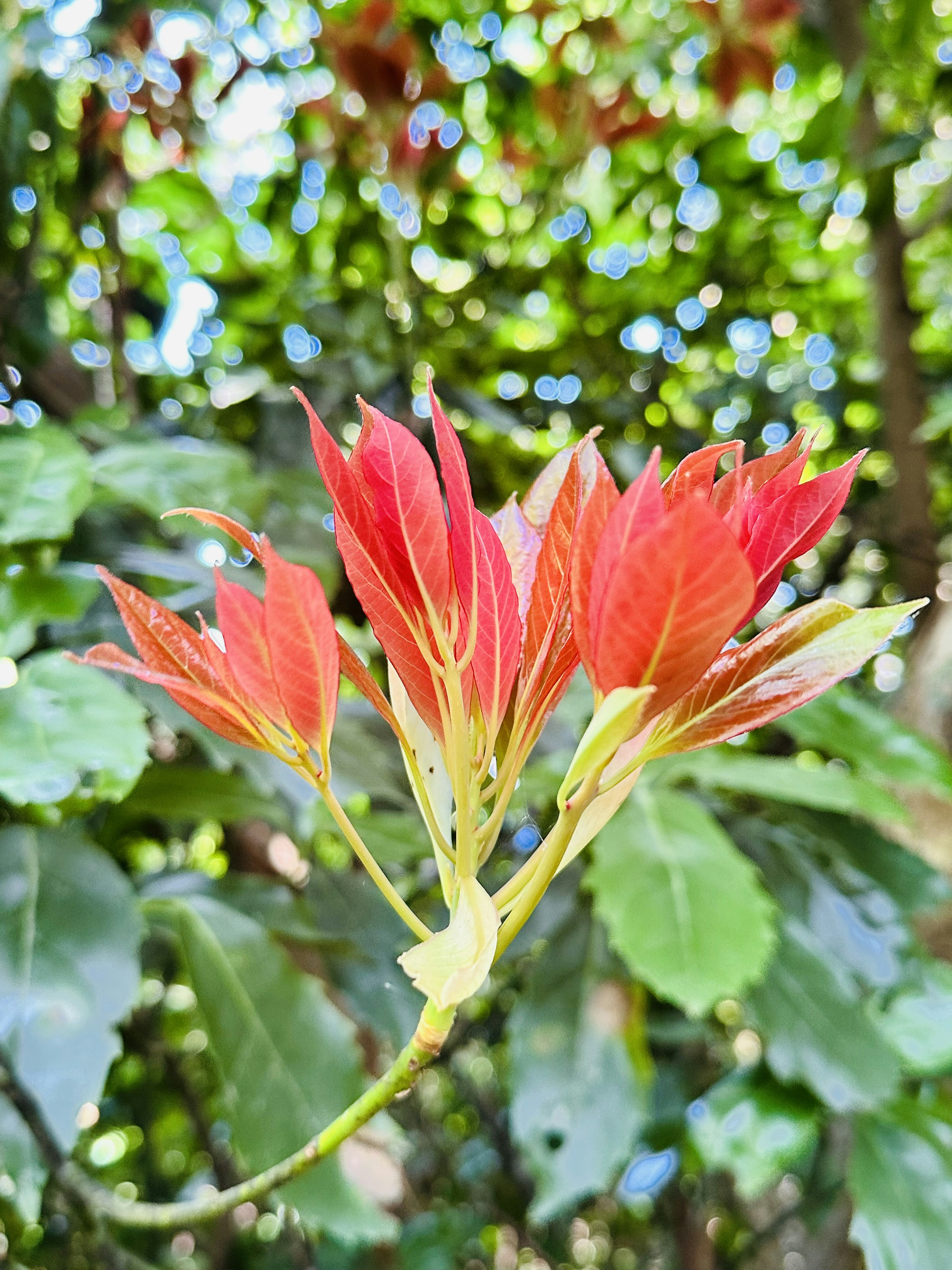 赤い花びらを持つ植物のクローズアップ緑の背景とぼかし