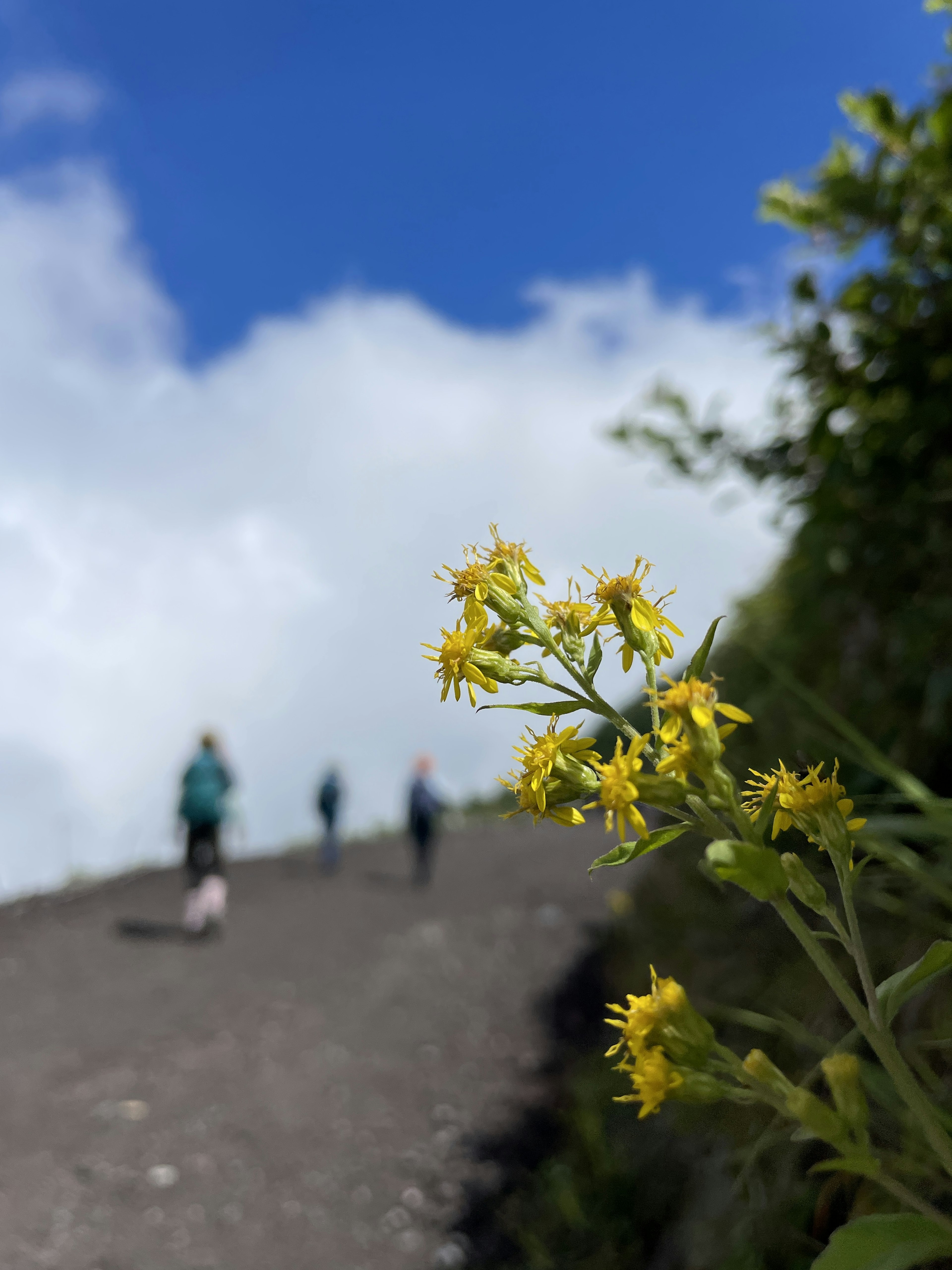 Fleurs jaunes sur un sentier de randonnée avec des randonneurs en arrière-plan