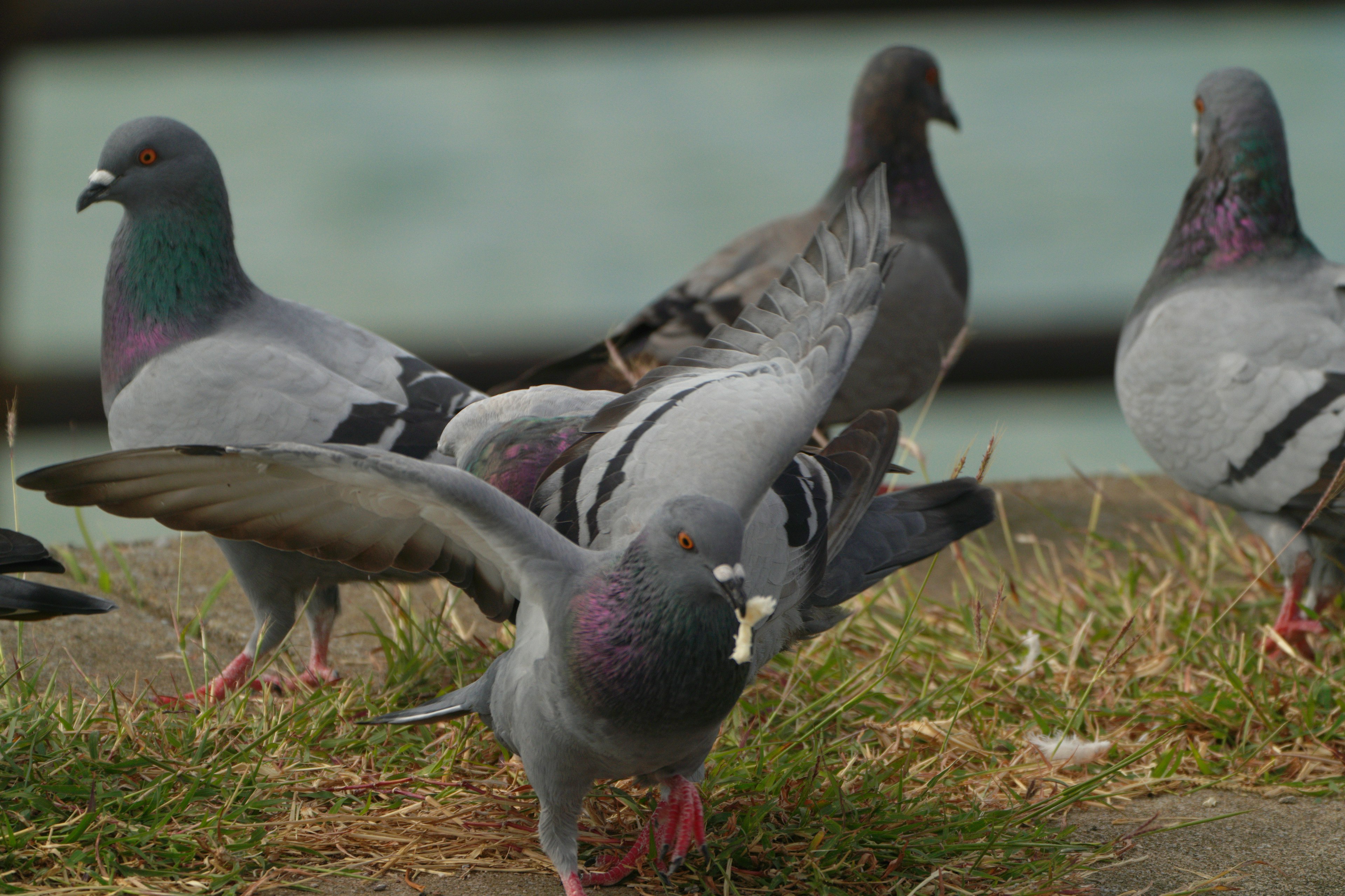 数羽の鳩が草の上に立っている背景には水面が見える