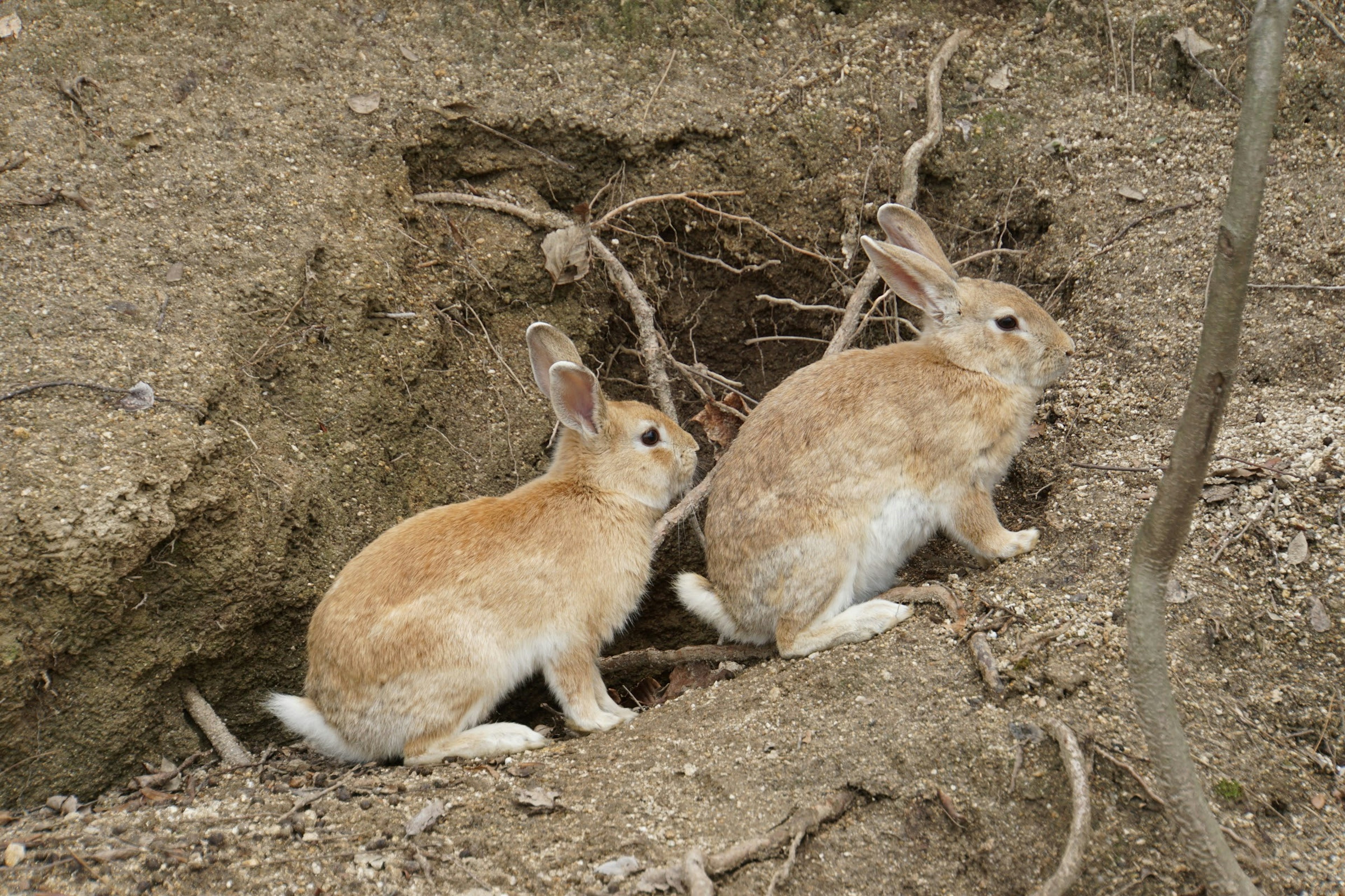 土の中の穴の近くにいる二匹のウサギ