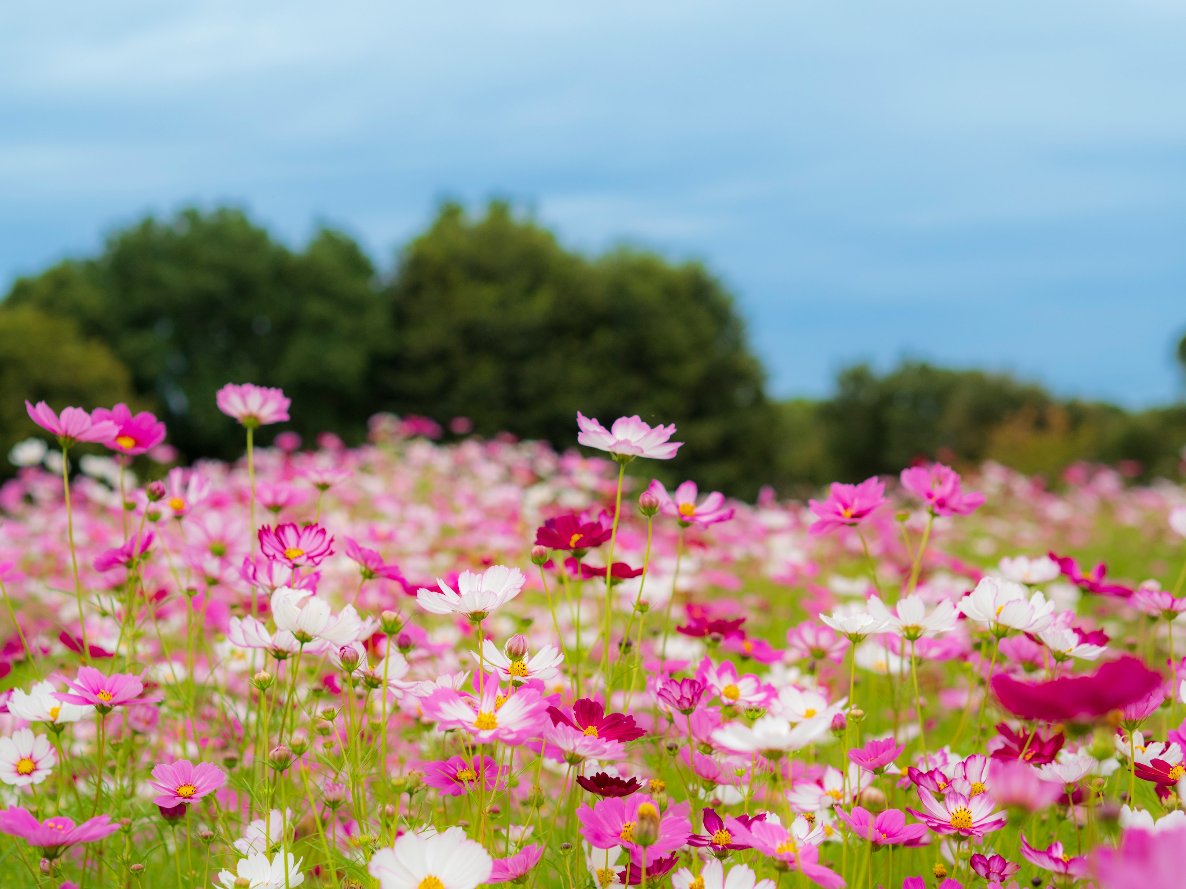 Fleurs de cosmos colorées en fleurs dans un champ