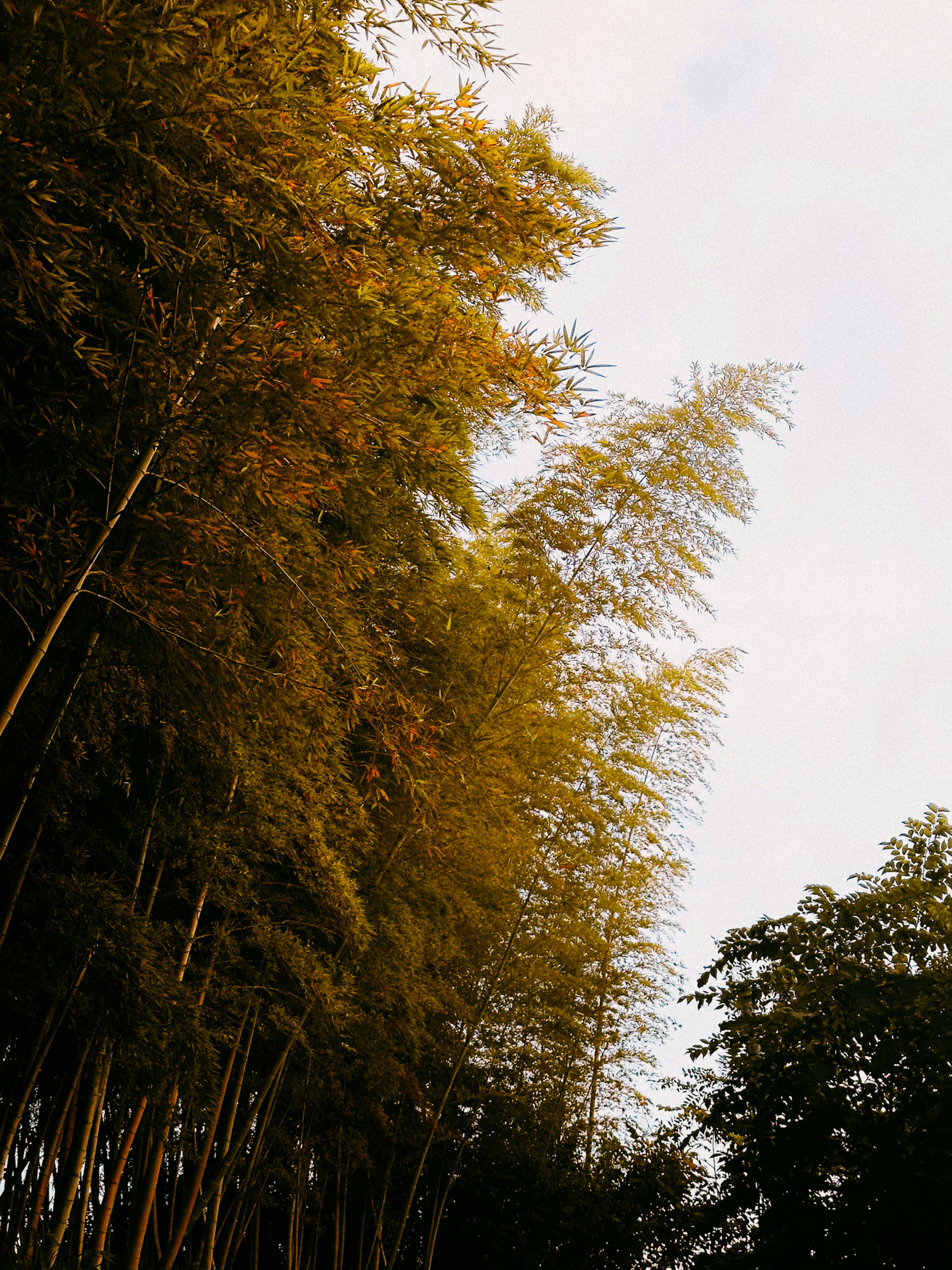 Bosque de bambú exuberante bajo un cielo despejado