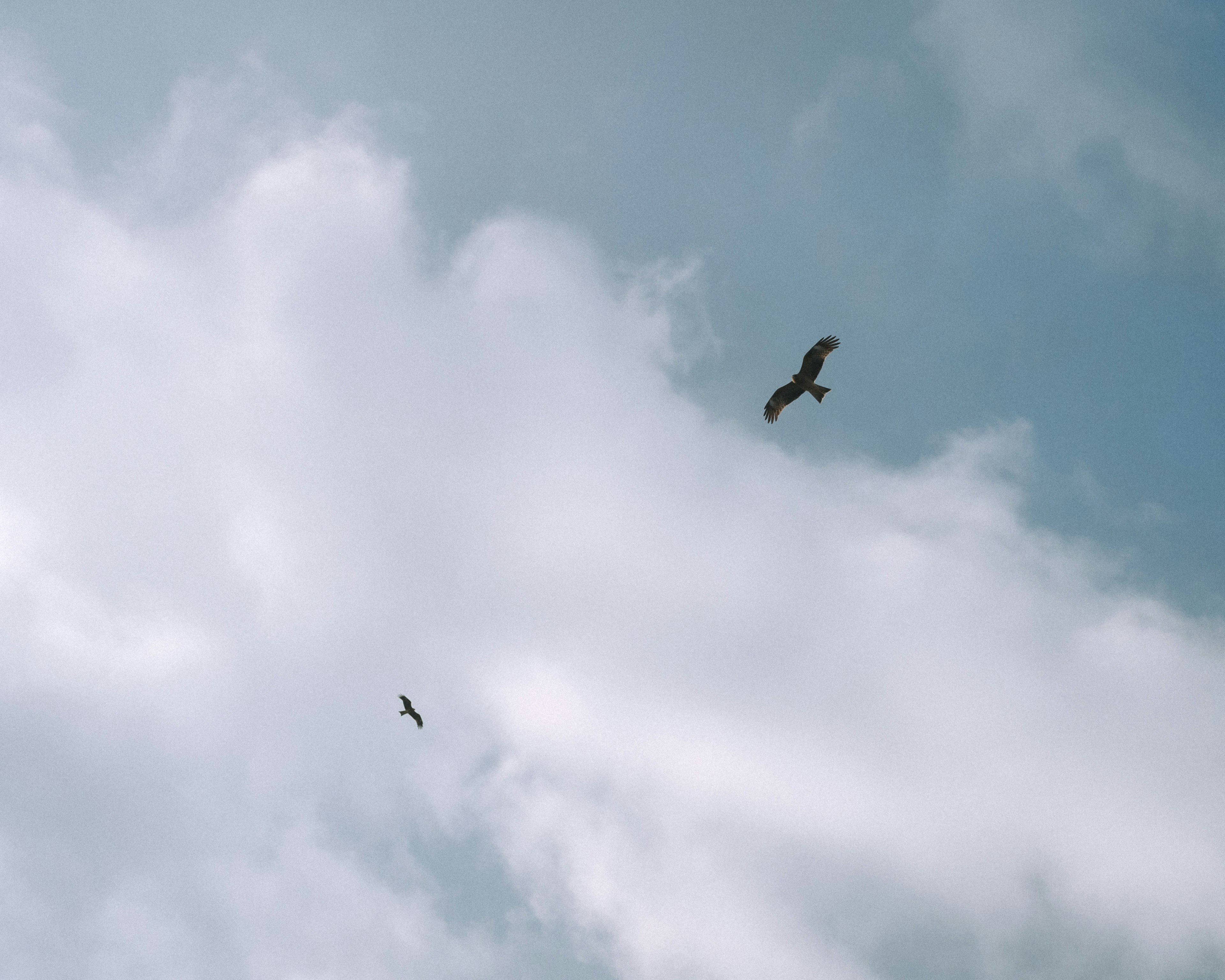 Deux aigles planant dans le ciel bleu