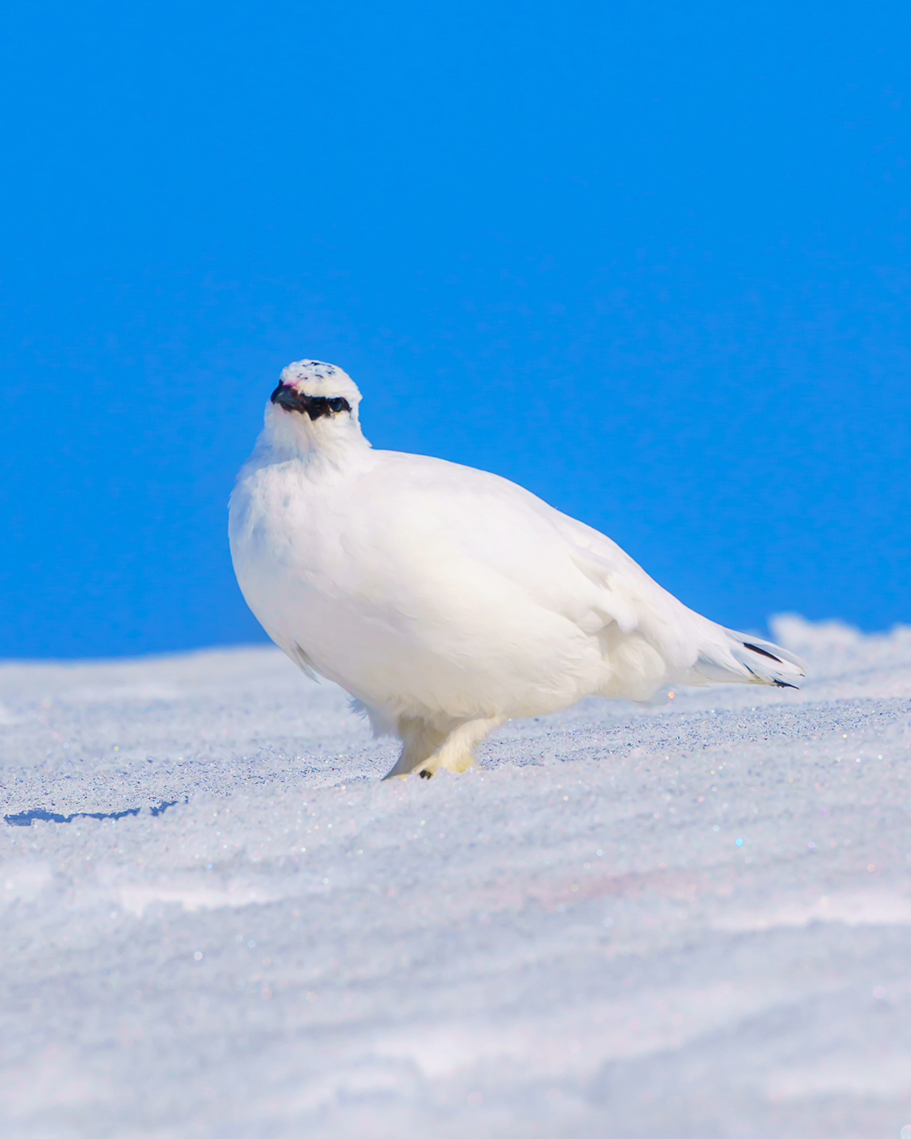 Un pájaro blanco de pie en la nieve contra un cielo azul