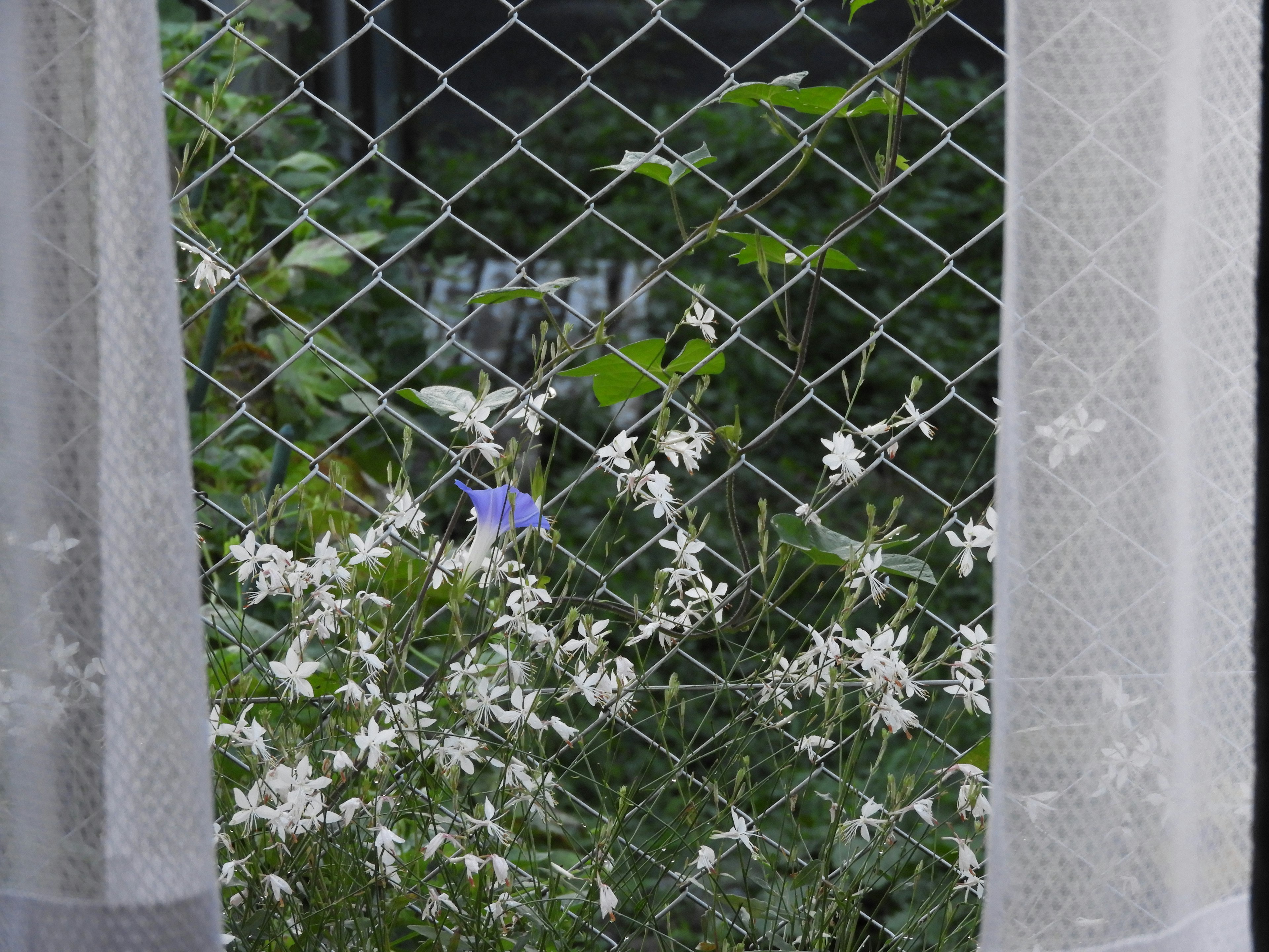 Vista de flores blancas y plantas verdes a través de una ventana de malla