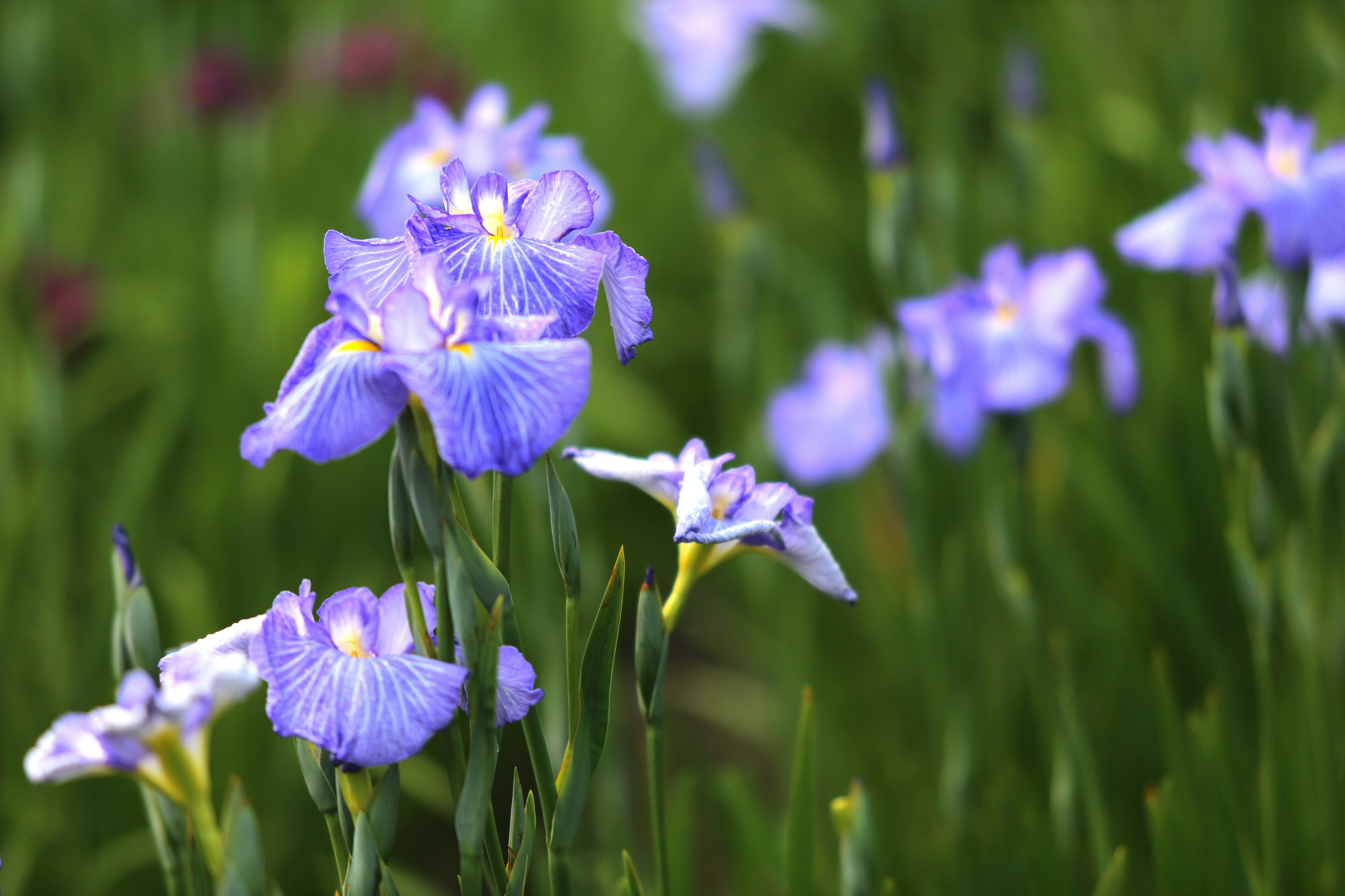 Close-up bunga iris mekar di padang hijau dengan kelopak biru-ungu