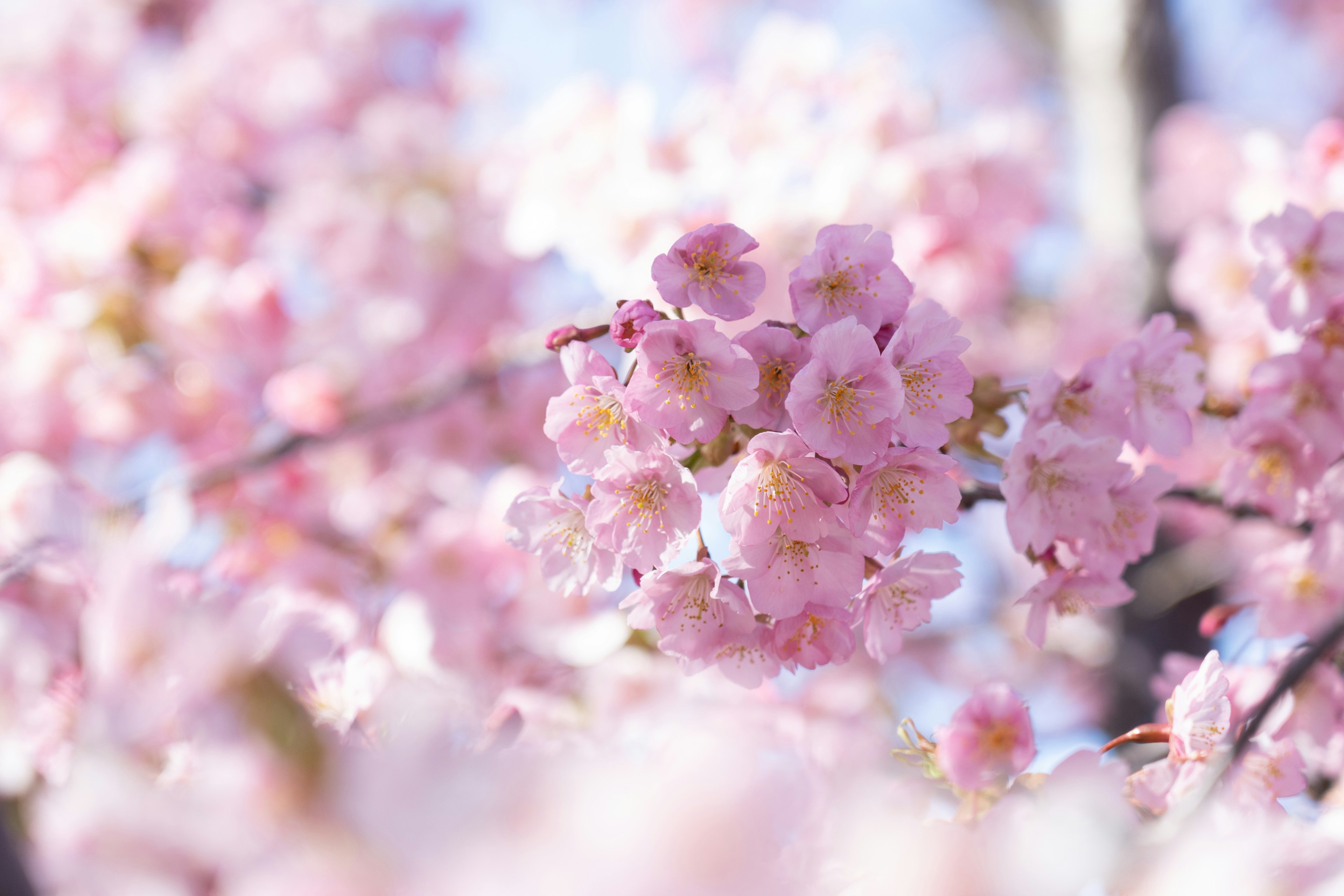 Pemandangan indah bunga sakura yang mekar