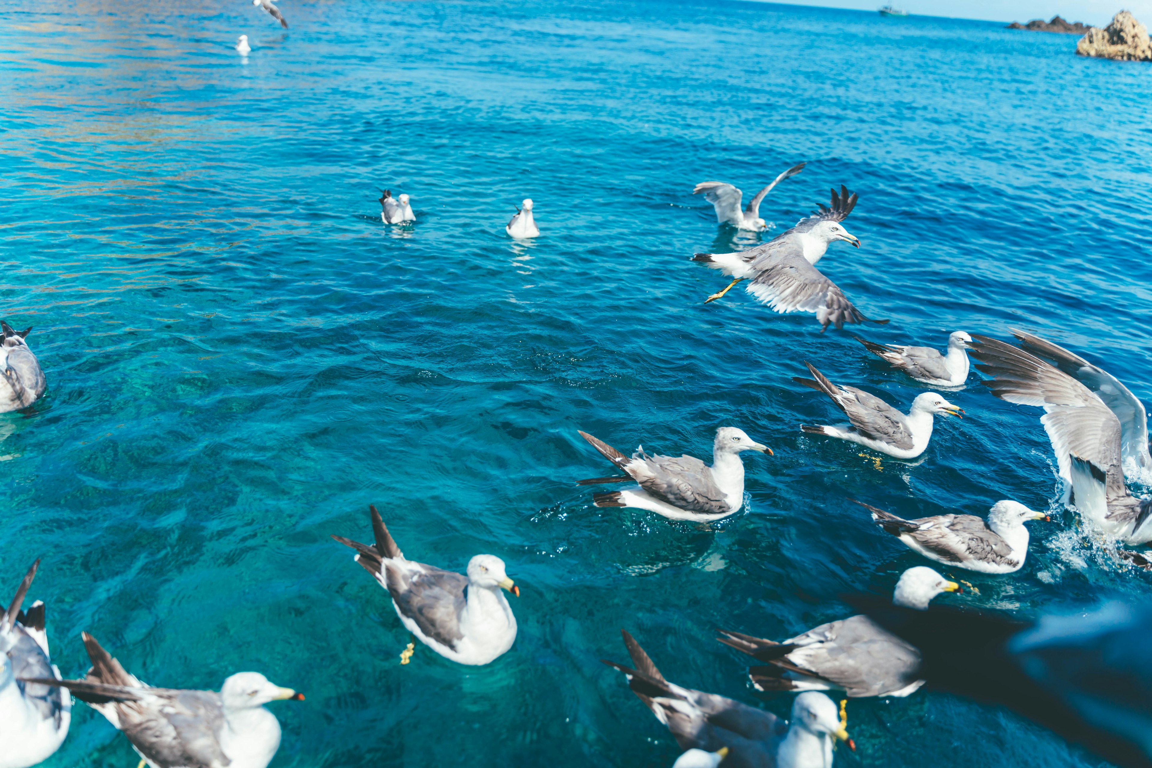 Un grupo de gaviotas volando sobre agua turquesa