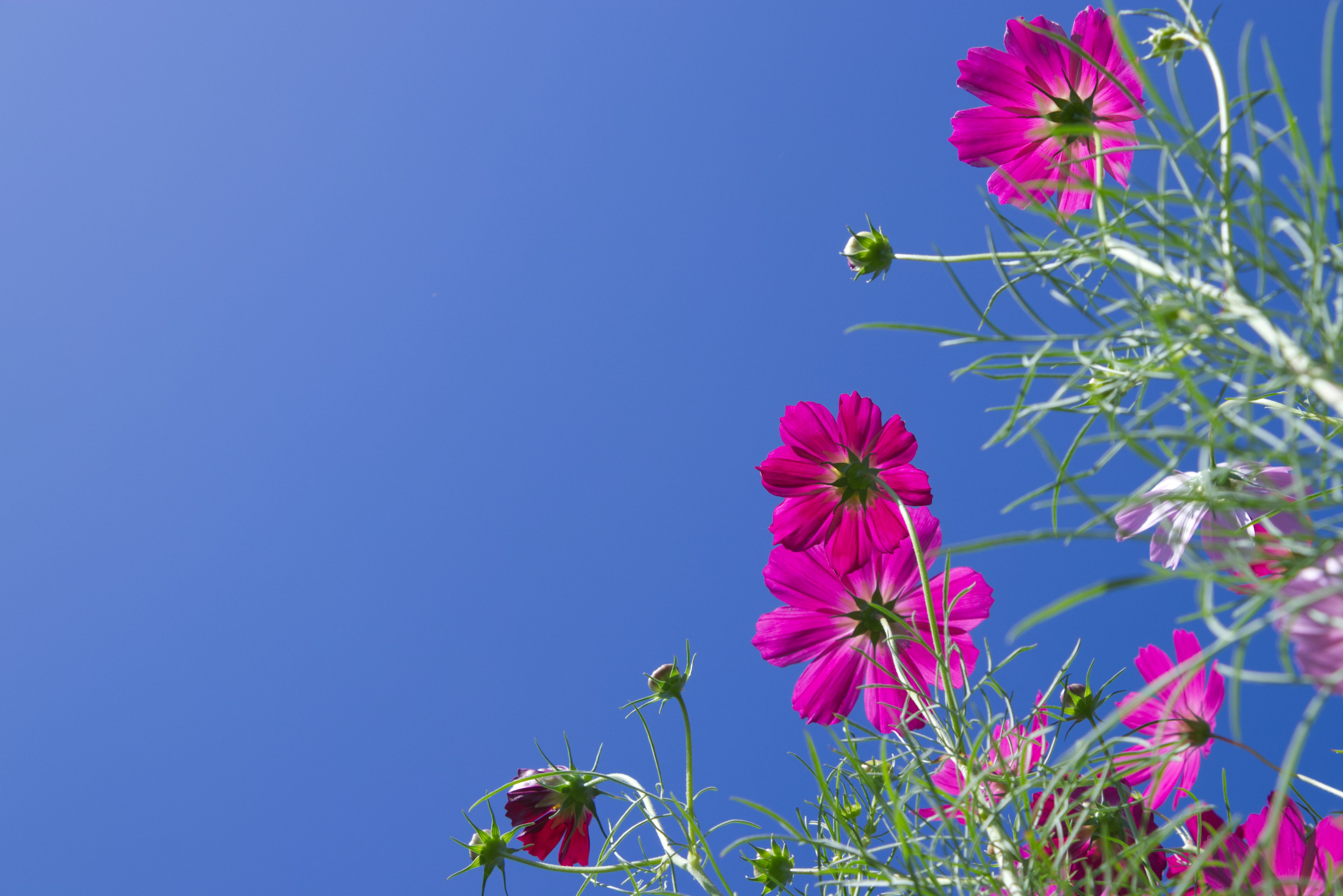 青空の下に咲く鮮やかなピンクの花と緑の茎