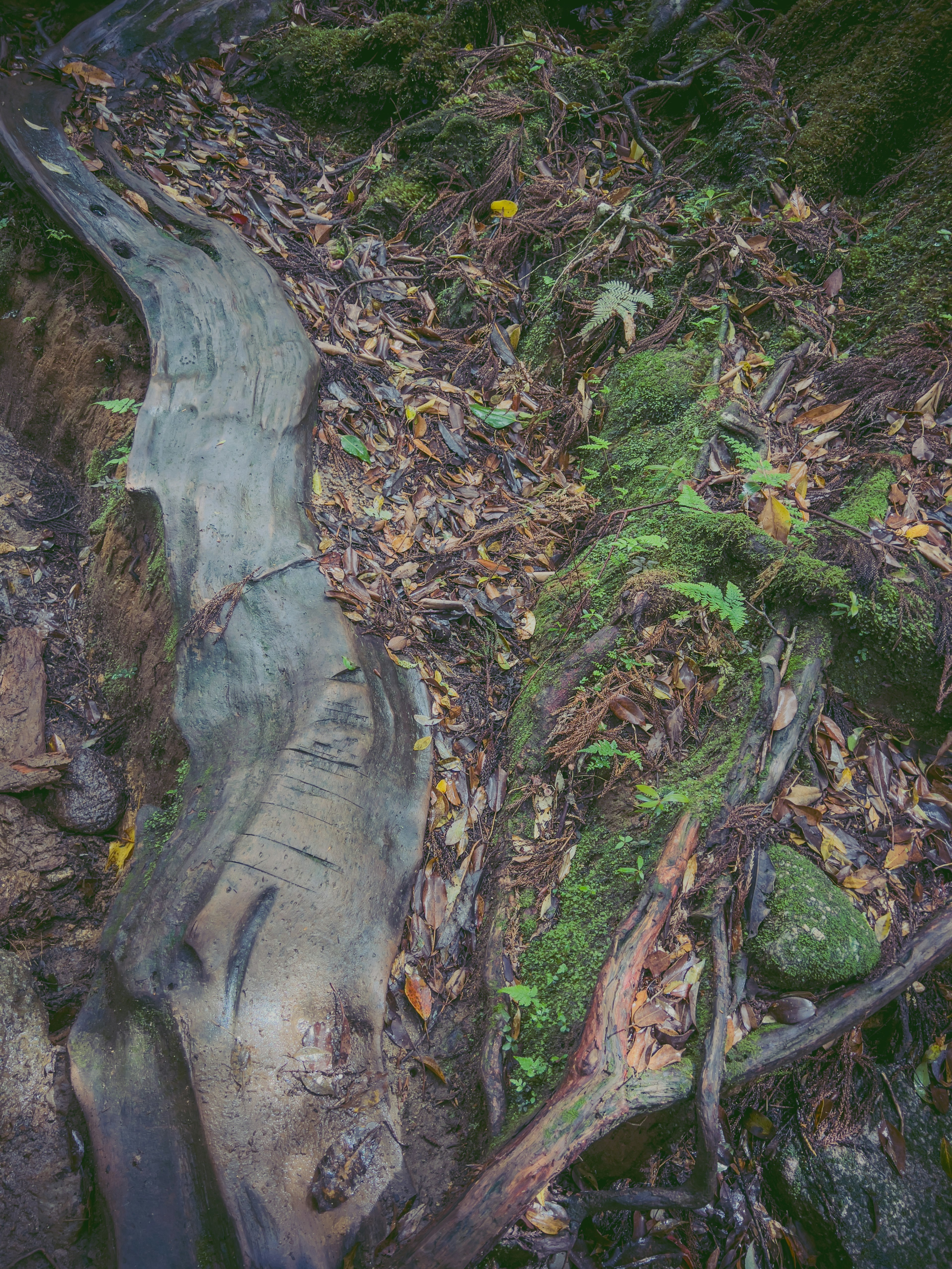 Natural scene with tree roots and mossy ground scattered with fallen leaves