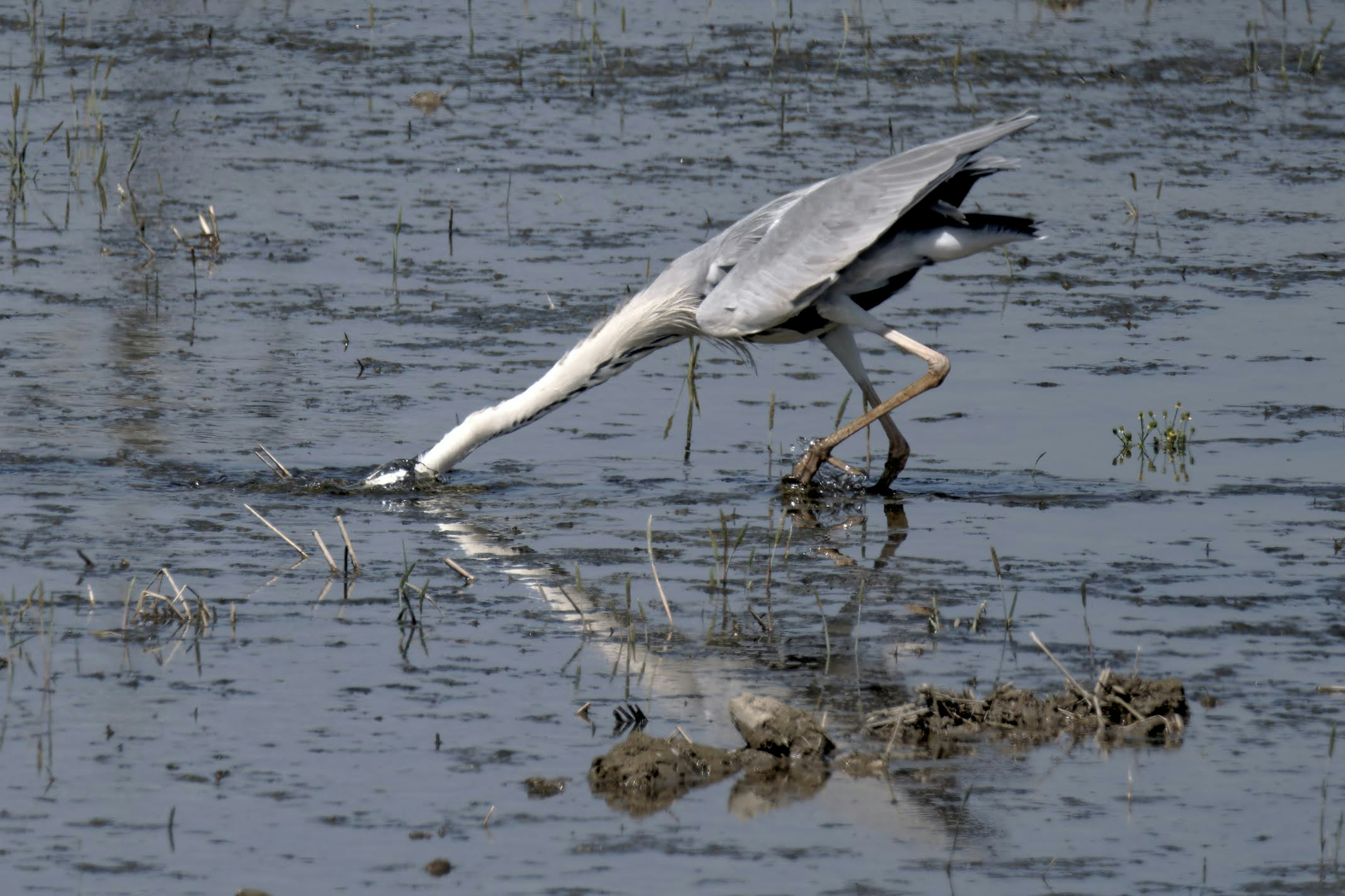 Una garza buscando comida en un humedal