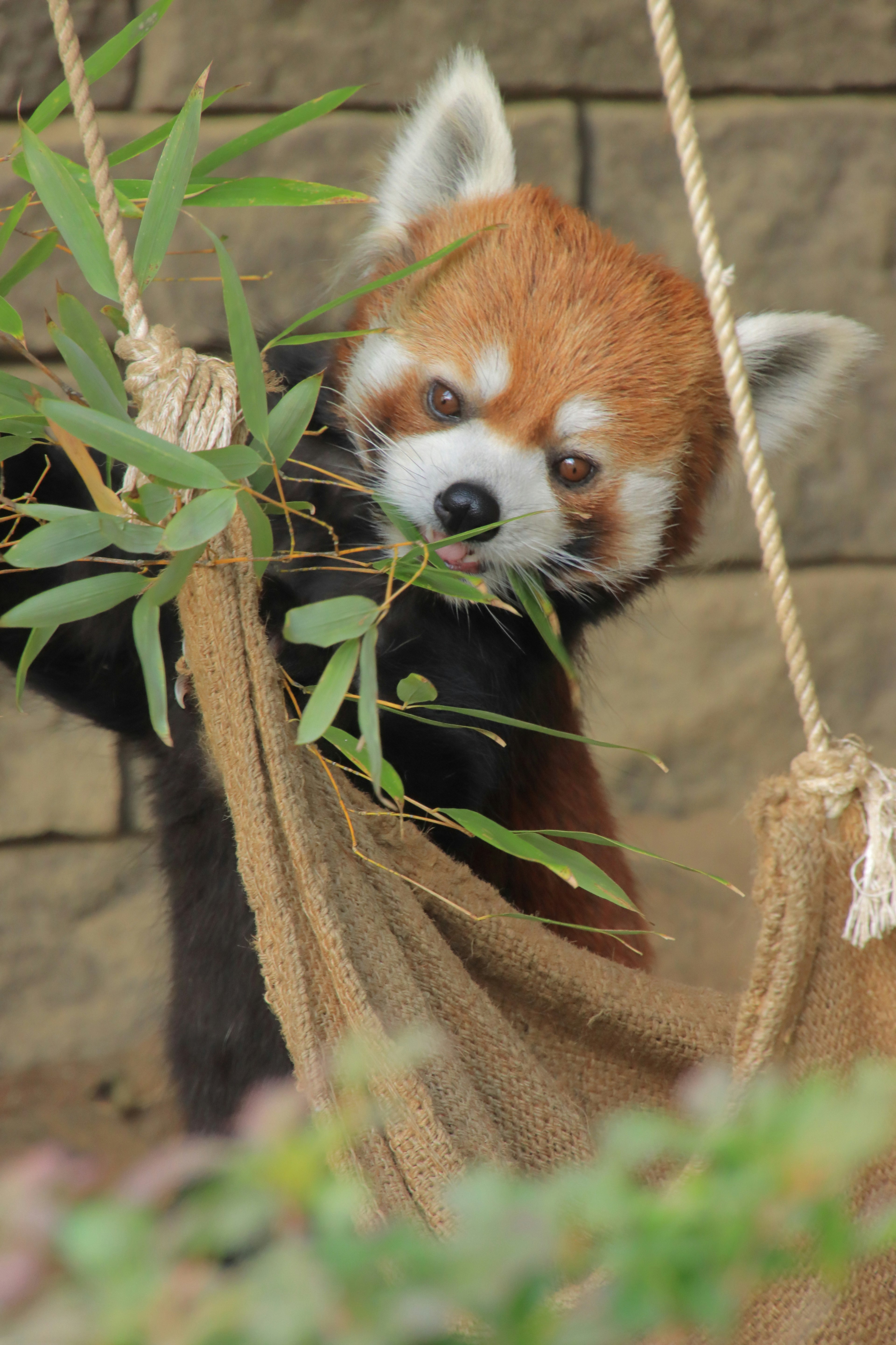 Kleinroter Panda isst Bambus während er in einer Hängematte ruht