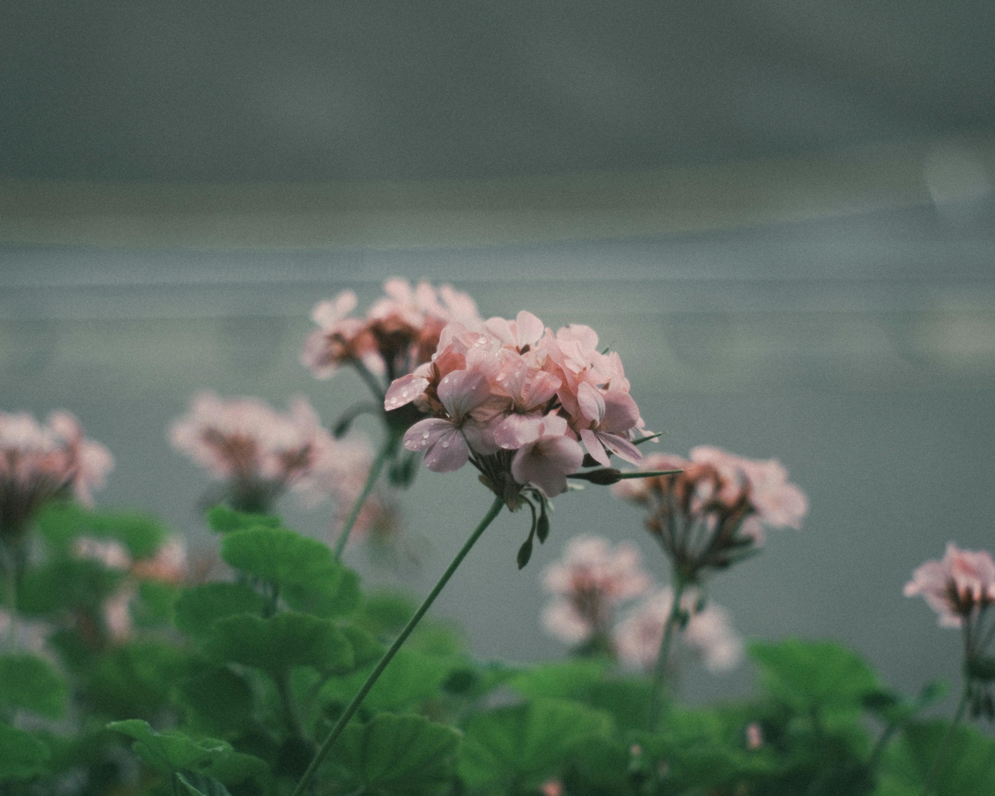 Close-up of delicate pink flowers on a plant with a blurred green background