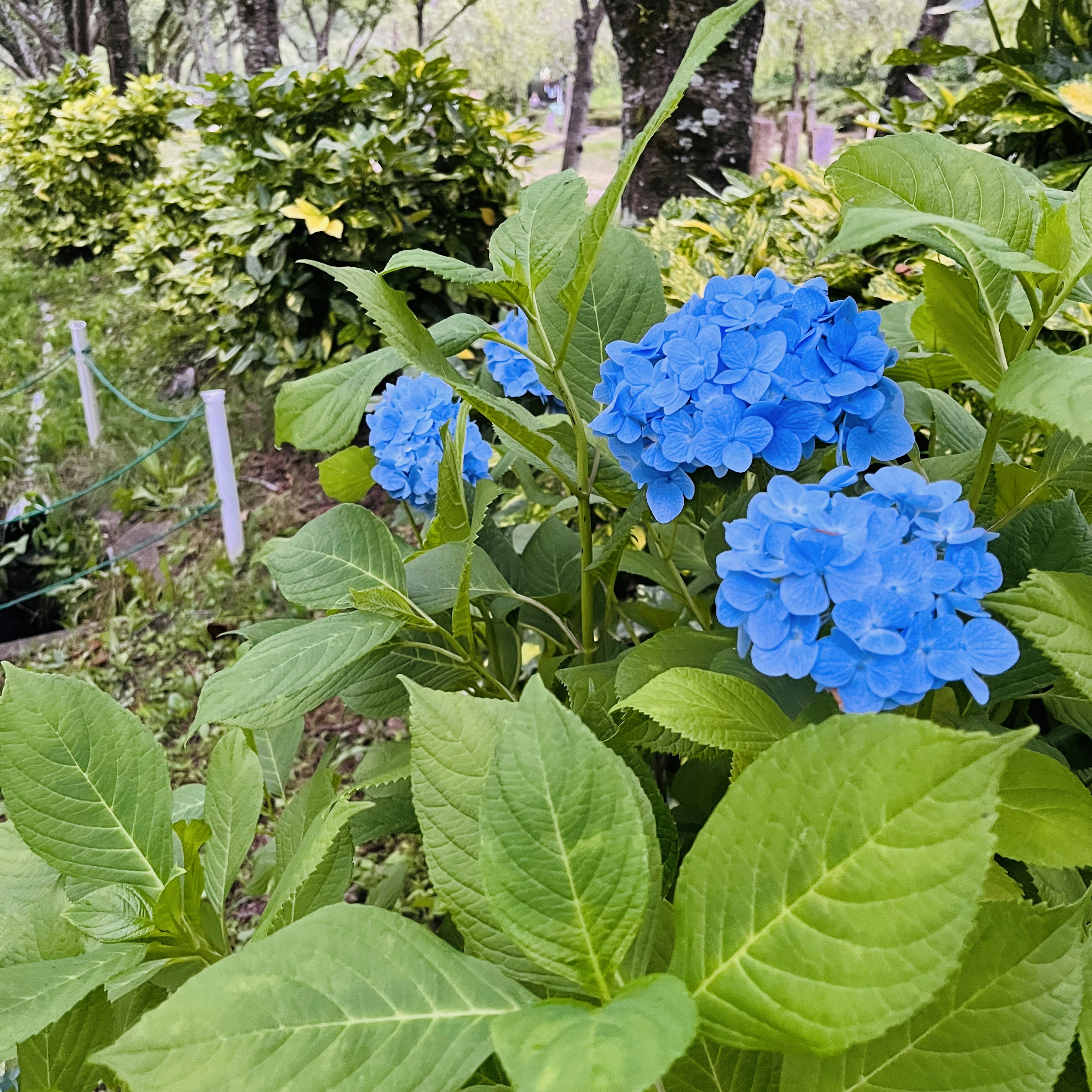 Lebendige blaue Hortensienblüten umgeben von üppig grünen Blättern in einem Garten