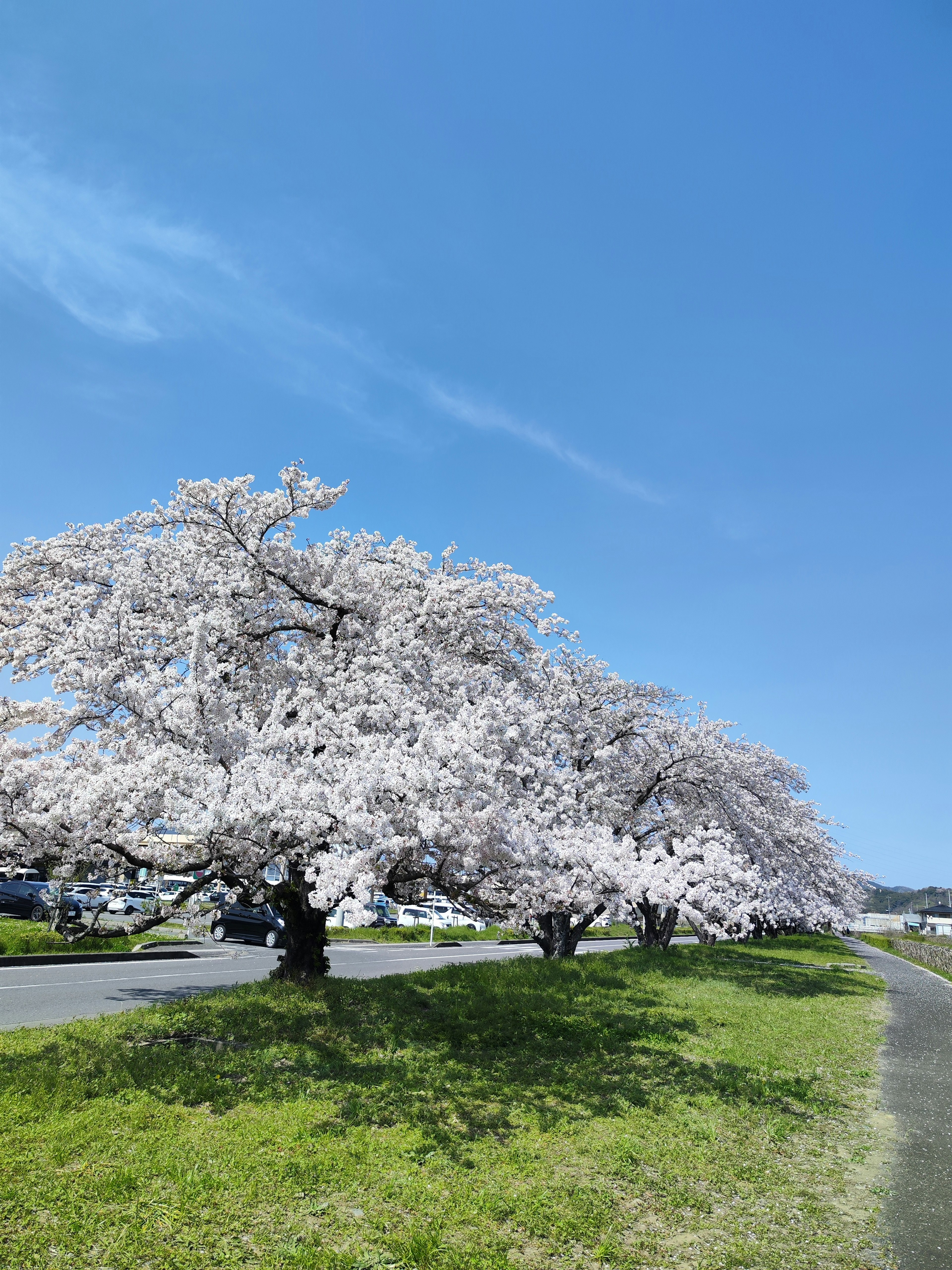 Cherry blossom trees in full bloom under a clear blue sky