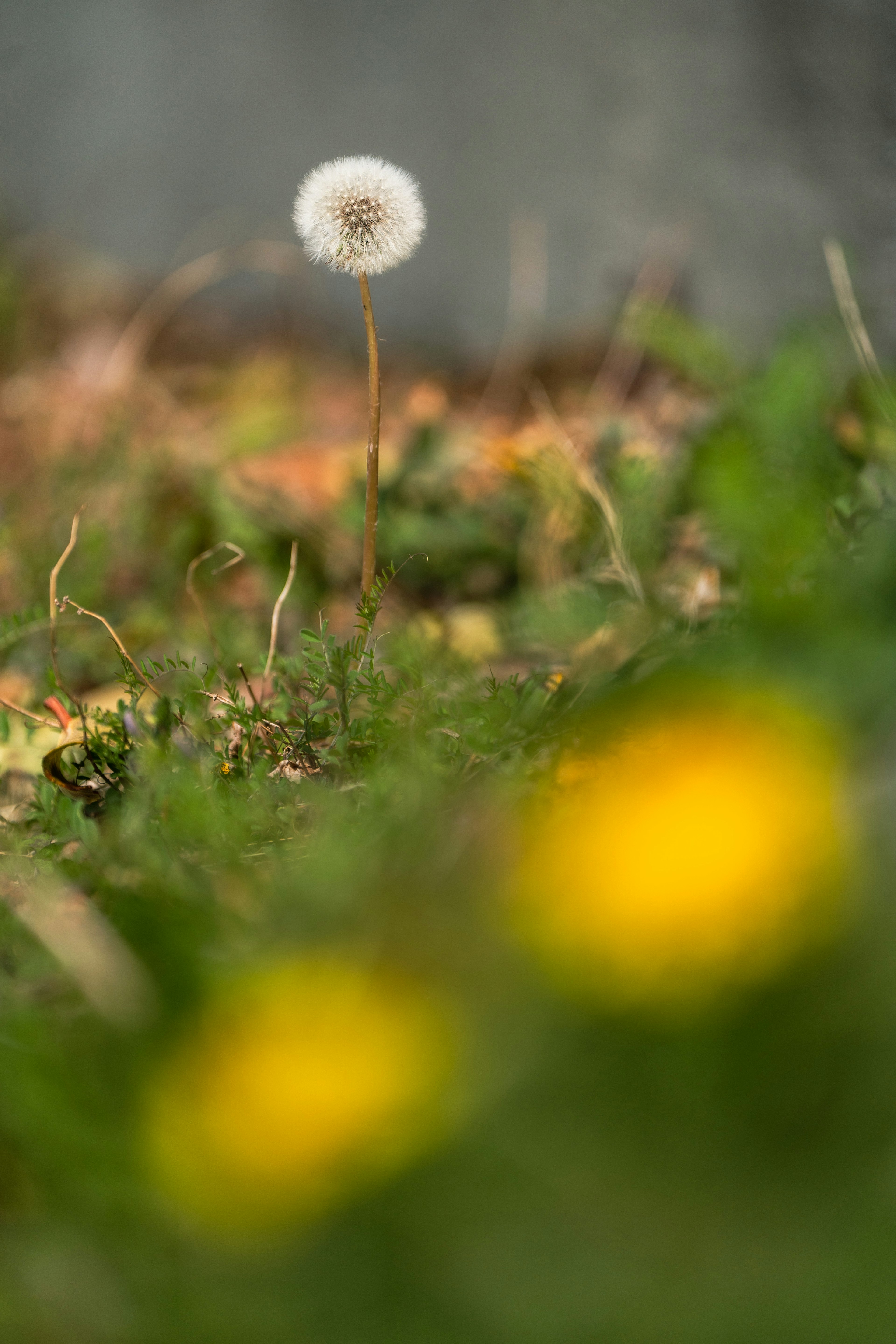 Một bông dandelion trắng đứng trong cỏ xanh với những bông hoa vàng mờ ở phía sau