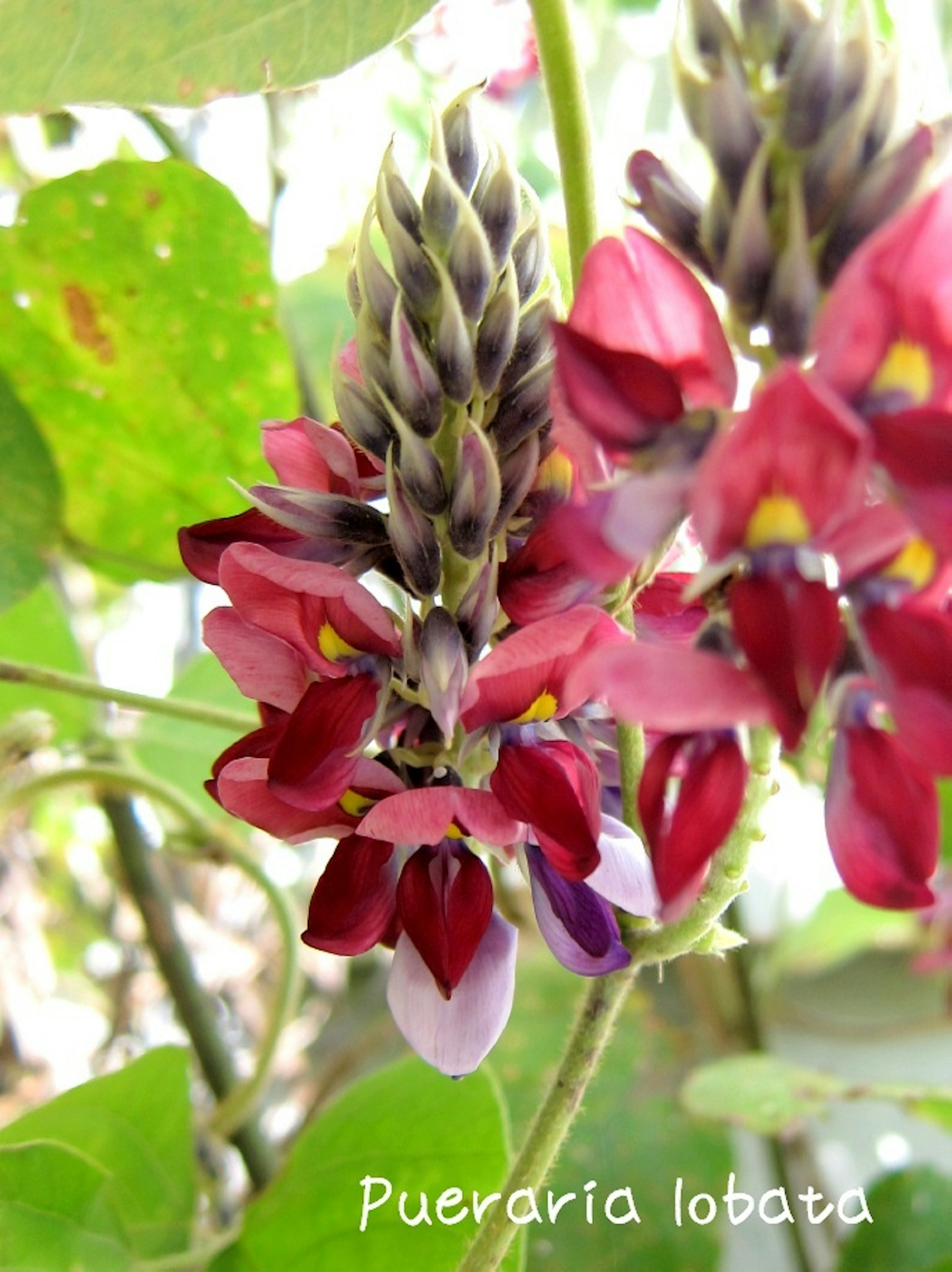 Flores de Pueraria lobata que muestran tonos vibrantes de rojo y púrpura