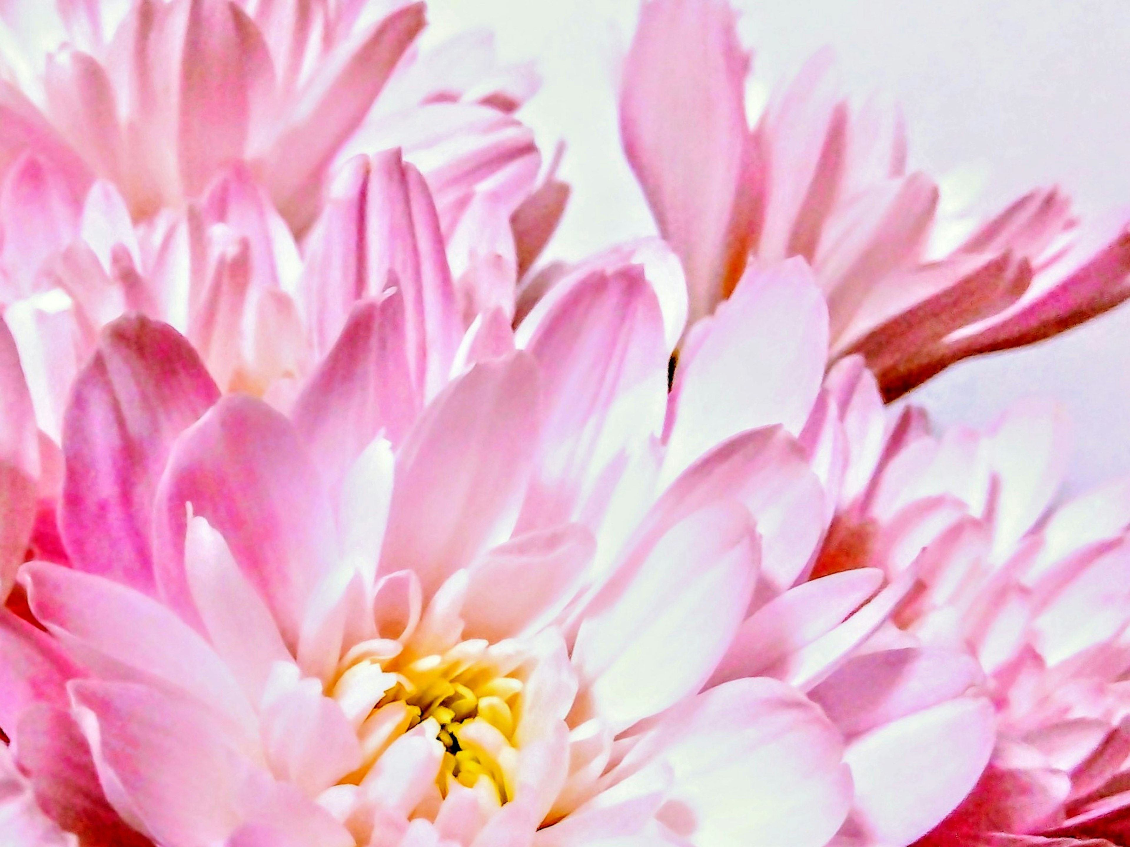 Close-up of vibrant pink flowers with overlapping petals