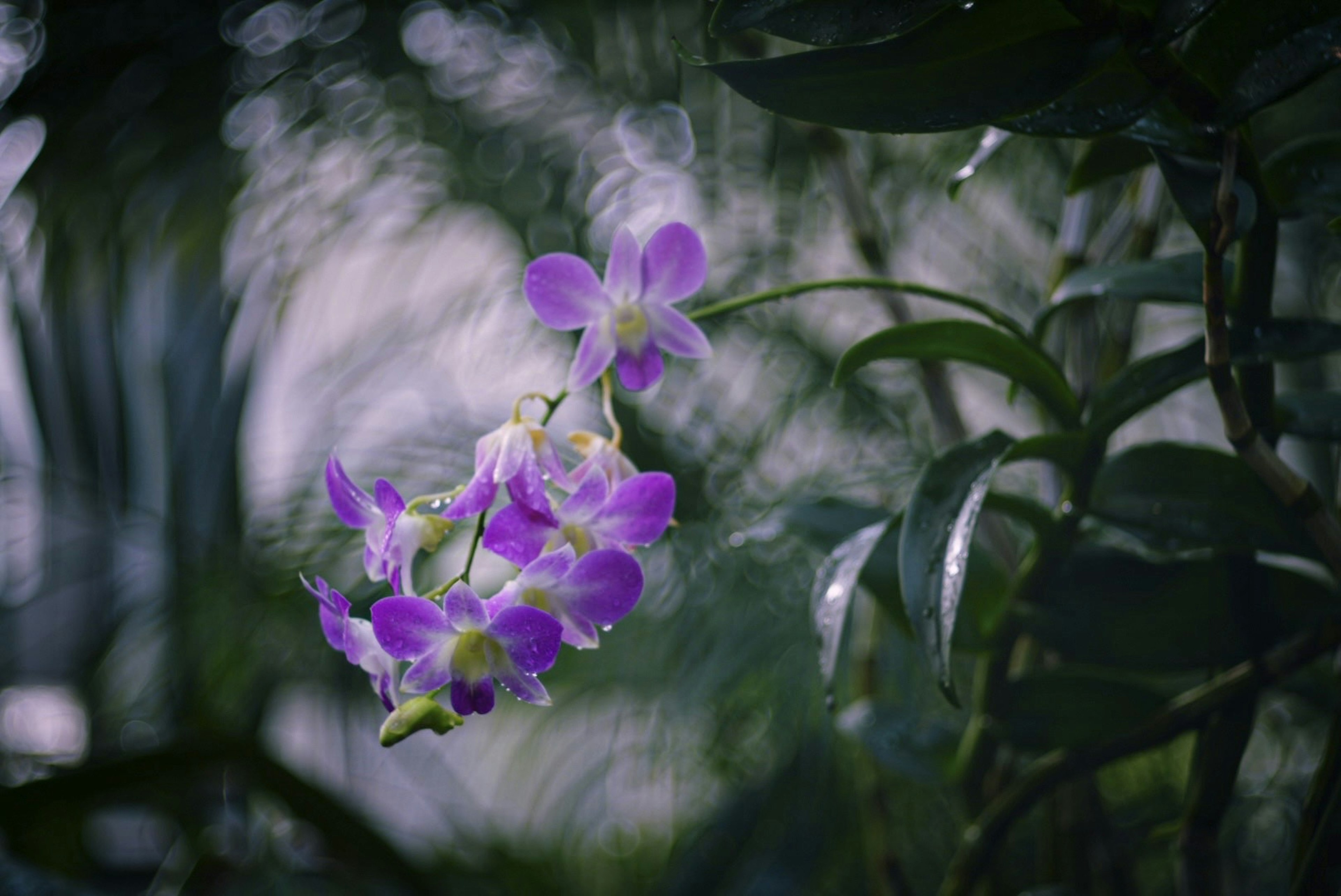 Purple flowers blooming among green leaves